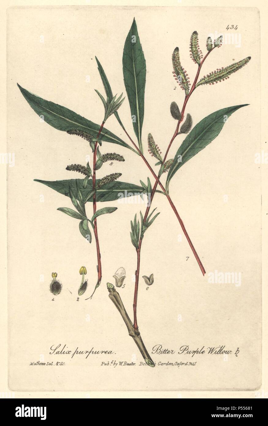 Bitter purple willow, Salix purpurea. Handcoloured copperplate drawn and engraved by Charles Mathews from William Baxter's 'British Phaenogamous Botany,' Oxford, 1841. Scotsman William Baxter (1788-1871) was the curator of the Oxford Botanic Garden from 1813 to 1854. Stock Photo