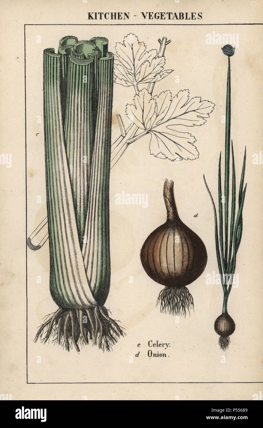 Chromolithograph from 'The Instructive Picturebook, or Lessons from the Vegetable World,' [Charlotte Mary Yonge], Edinburgh, 1858. Stock Photo