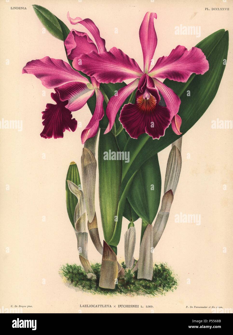 Laeliocattleya x Duchesnei L. Lind. hybrid orchid. Illustration drawn by C. de Bruyne and chromolithographed by P. de Pannemaeker et fils from Lucien Linden's 'Lindenia, Iconographie des Orchidees,' Brussels, 1902. Stock Photo