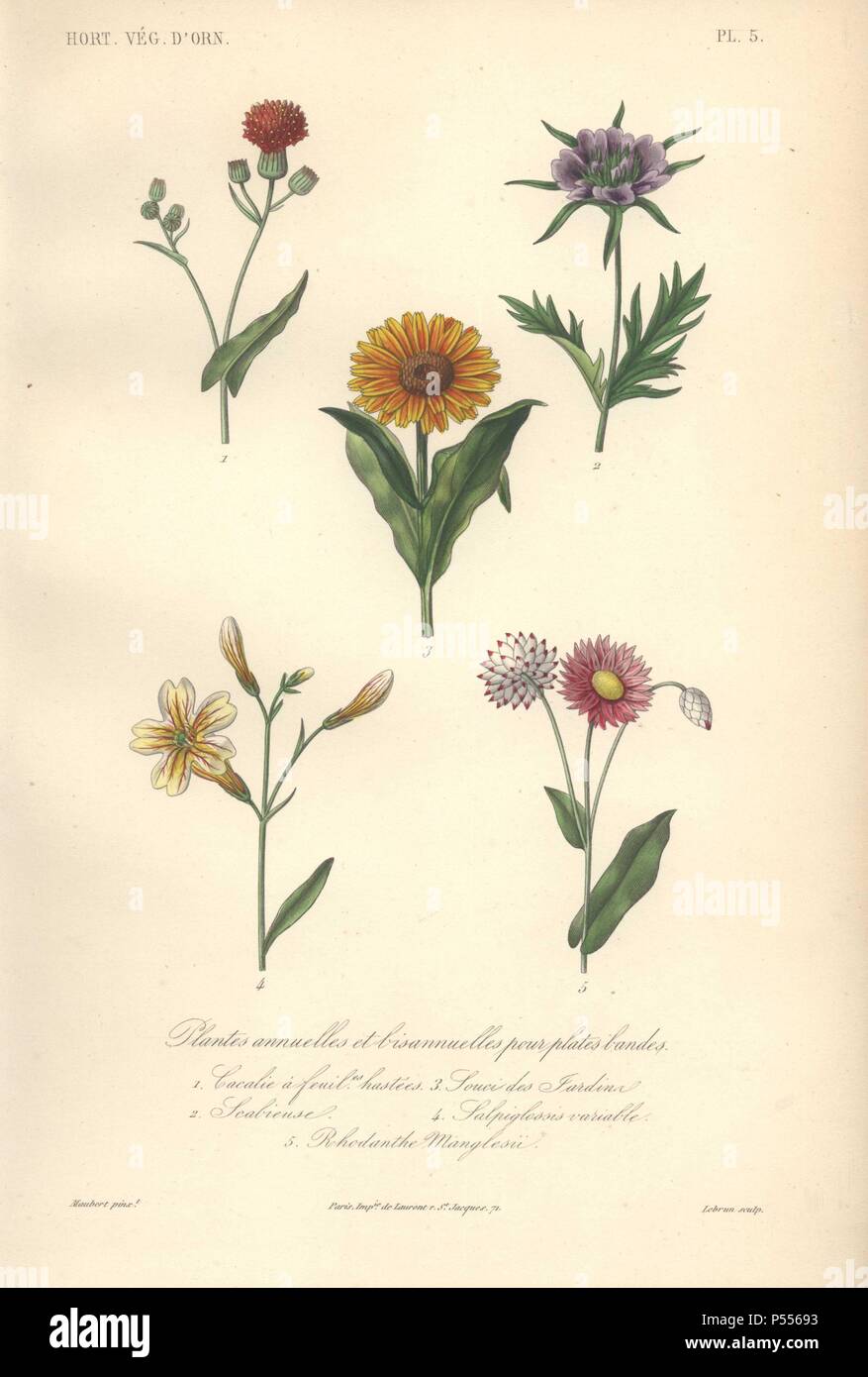 Five annuals: scarlet arnoglossum (Cacalia hastata), teasel (Scabiosa), pot marigold (Calendula officinalis), painted tongue (Salpiglossis sinuata) and purple rhodanthe (Rhodanthe manglesii).. . Plantes Annuelles: 1) Cacalie a Feuilles Hastees 2) Scabieuse 3) Souci des Jardins 4) Salpiglossis Variable 5) Rhodanthe Manglesii . . Handcolored lithograph by Edouard Maubert for Herincq's 'Le Regne Vegetal' (1865). Stock Photo