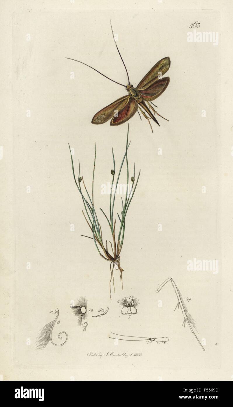 Adela frischella, Coleophora frischella, Frisch’s Japan, long-horn or Frisch's case-moth, and least club-rush, Scirpus setaceus. Handcoloured copperplate drawn and engraved by John Curtis for his own 'British Entomology, being Illustrations and Descriptions of the Genera of Insects found in Great Britain and Ireland,' London, 1834. Curtis (1791 –1862) was an entomologist, illustrator, engraver and publisher. 'British Entomology' was published from 1824 to 1839, and comprised 770 illustrations of insects and the plants upon which they are found. Stock Photo