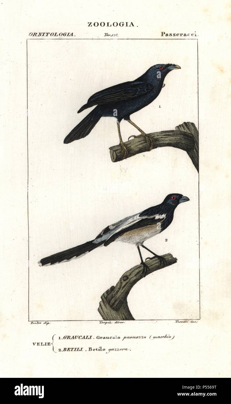 Satin bowerbird (male), Ptilonorhynchus violaceus, and magpie tanager, Cissopis leveriana. Handcoloured copperplate stipple engraving from Antoine Jussieu's 'Dictionary of Natural Science,' Florence, Italy, 1837. Illustration by J. G. Pretre, engraved by Terreni, directed by Pierre Jean-Francois Turpin, and published by Batelli e Figli. Jean Gabriel Pretre (17801845) was painter of natural history at Empress Josephine's zoo and later became artist to the Museum of Natural History. Turpin (1775-1840) is considered one of the greatest French botanical illustrators of the 19th century. Stock Photo
