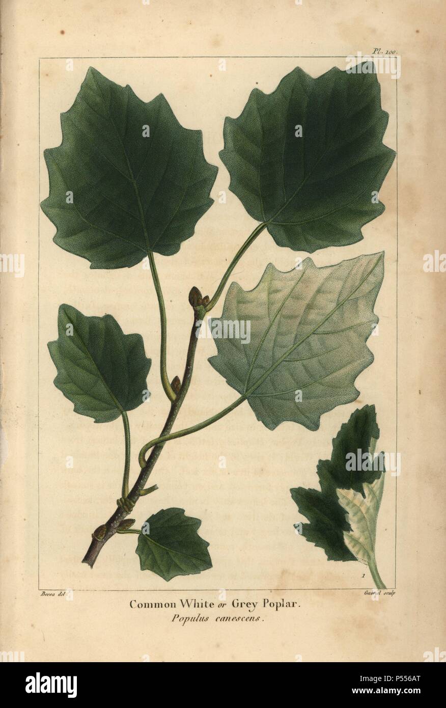 Leaf, branch and sprout of the Common white or grey poplar, Populus canescens. Handcolored stipple engraving from a botanical illustration by Pancrace Bessa, engraved on copper by Gabriel, from Francois Andre Michaux's 'North American Sylva,' Philadelphia, 1857. French botanist Michaux (1770-1855) explored America and Canada in 1785 cataloging its native trees. Stock Photo