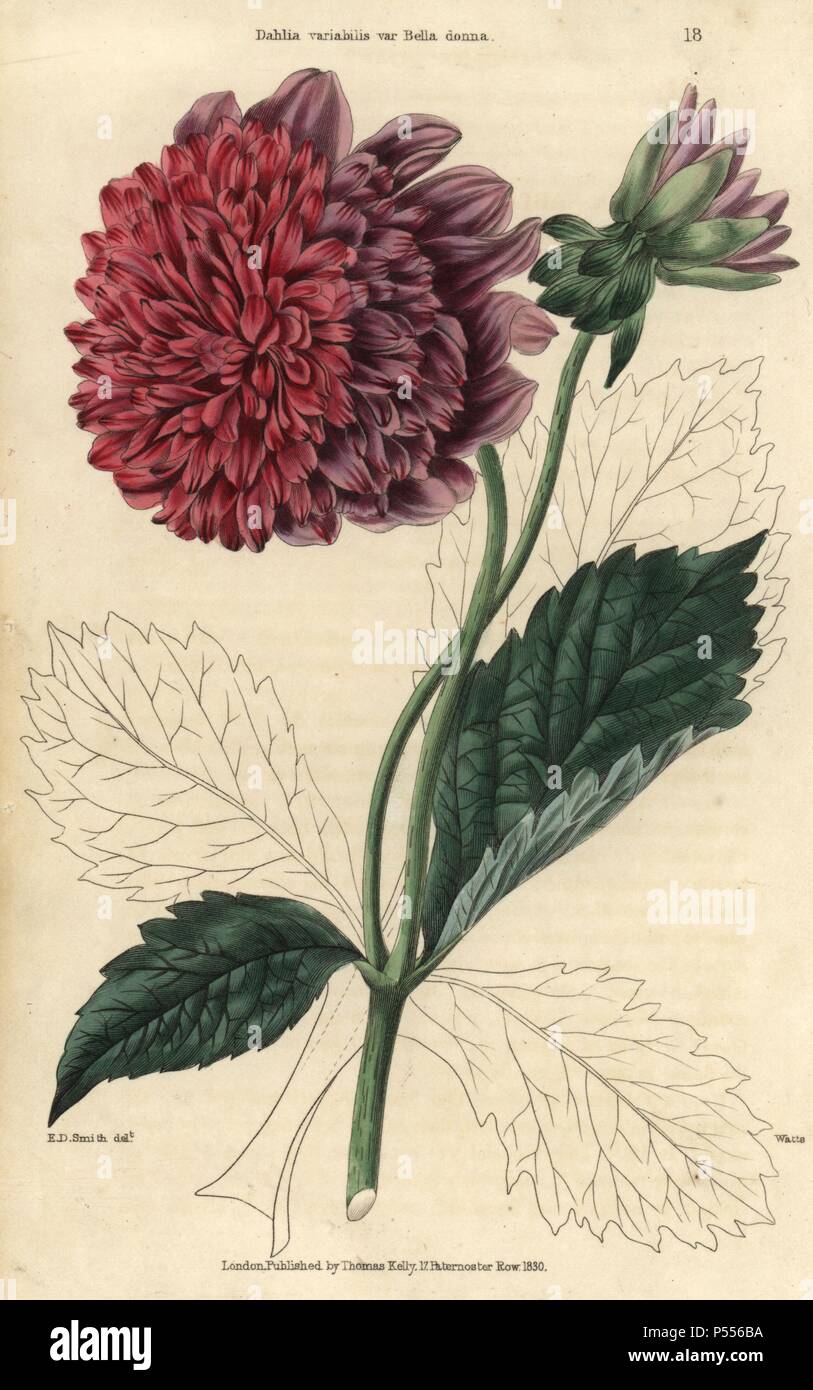 Purple and crimson flowered dahlia, Dahlia variabilis var. Bella donna. Hand-colored illustration by Edwin Dalton Smith engraved by Watts from Charles McIntosh's 'Flora and Pomona' 1829. McIntosh (1794-1864) was a Scottish gardener to European aristocracy and royalty, and author of many book on gardening. E.D. Smith was a botanical artist who drew for Robert Sweet, Benjamin Maund, etc. Stock Photo