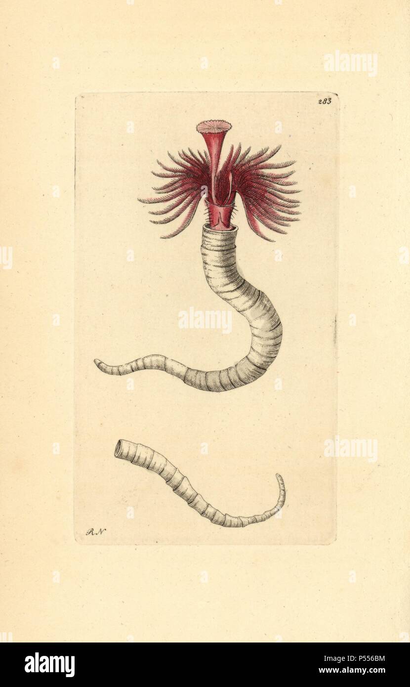 Plume worm, Serpula vermicularis. Illustration signed RN (Richard Nodder). Handcolored copperplate engraving from George Shaw and Frederick Nodder's 'The Naturalist's Miscellany' 1796.. Frederick Polydore Nodder (17511801?) was a gifted natural history artist and engraver. Nodder honed his draftsmanship working on Captain Cook and Joseph Banks' Florilegium and engraving Sydney Parkinson's sketches of Australian plants. He was made 'botanic painter to her majesty' Queen Charlotte in 1785. Nodder also drew the botanical studies in Thomas Martyn's Flora Rustica (1792) and 38 Plates (1799). Most  Stock Photo