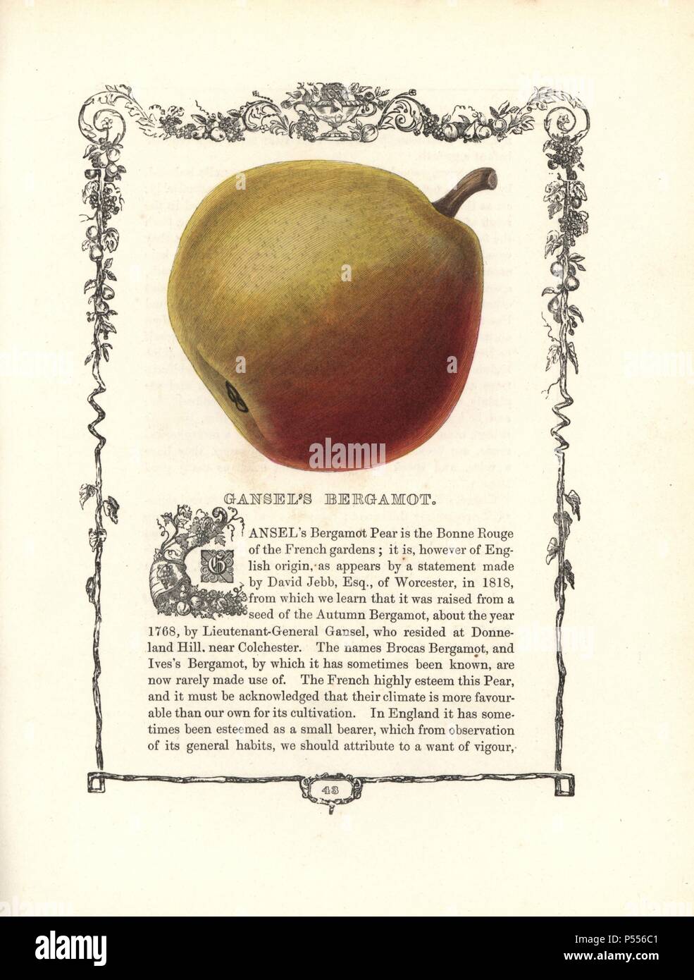 Gansel's Bergamot pear, Pyrus communis, within a Della Robbia ornamental frame with text below. Handcoloured glyphograph from Benjamin Maund's 'The Fruitist,' London, 1850, Groombridge and Sons. Maund (1790–1863) was a pharmacist, botanist, printer, bookseller and publisher of 'The Botanic Garden' and 'The Botanist.'. Stock Photo