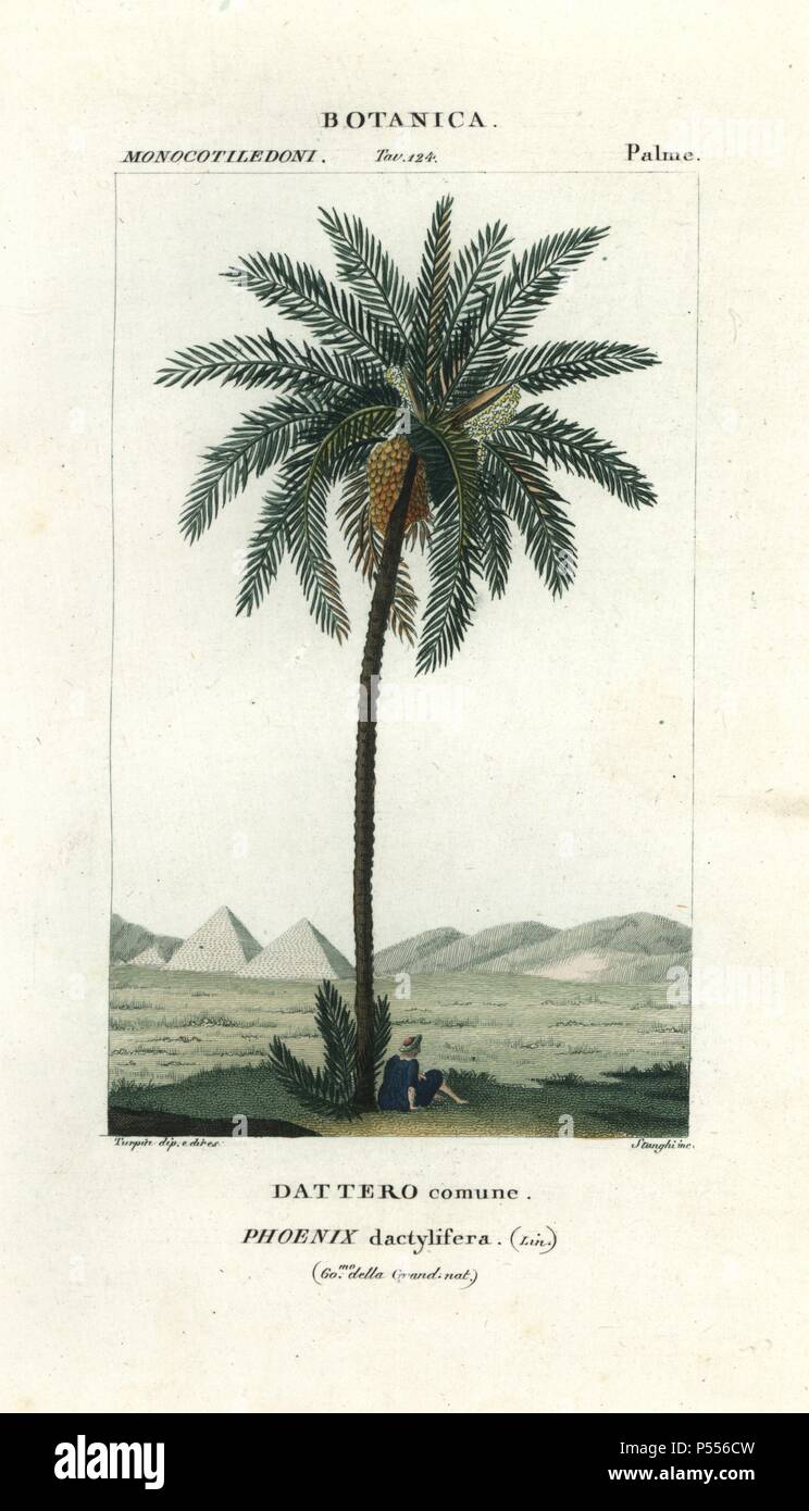 Date palm, Phoenix dactylifera. Handcoloured copperplate stipple engraving from Antoine Jussieu's 'Dictionary of Natural Science,' Florence, Italy, 1837. Illustration by Turpin, engraved by Stanghi, directed by Pierre Jean-Francois Turpin, and published by Batelli e Figli. Turpin (1775-1840) is considered one of the greatest French botanical illustrators of the 19th century. Stock Photo