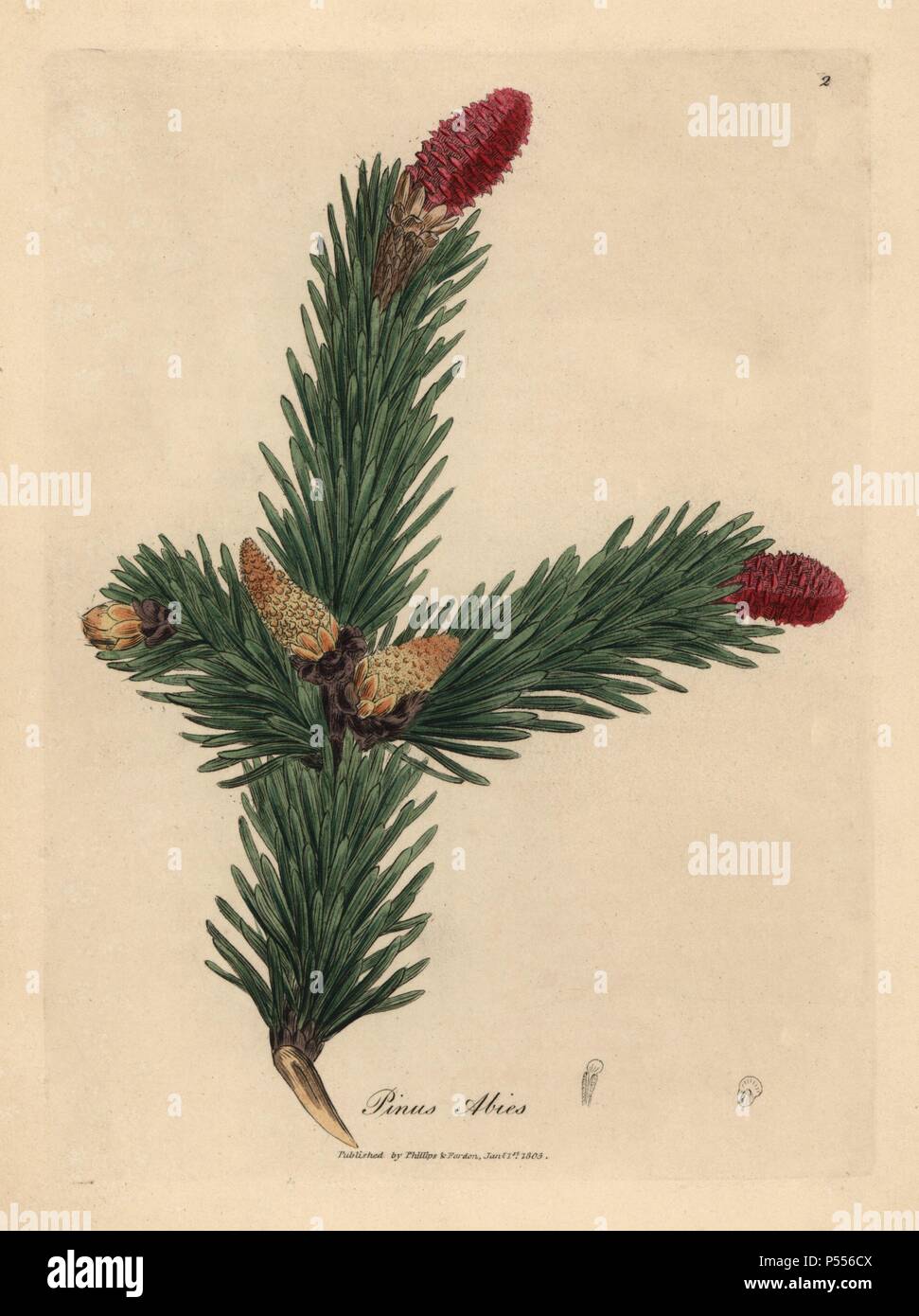 Norway spruce, Pinus abies. Handcolored copperplate engraving from a botanical illustration by James Sowerby from William Woodville and Sir William Jackson Hooker's 'Medical Botany,' John Bohn, London, 1832. The tireless Sowerby (1757-1822) drew over 2, 500 plants for Smith's mammoth 'English Botany' (1790-1814) and 440 mushrooms for 'Coloured Figures of English Fungi ' (1797) among many other works. Stock Photo