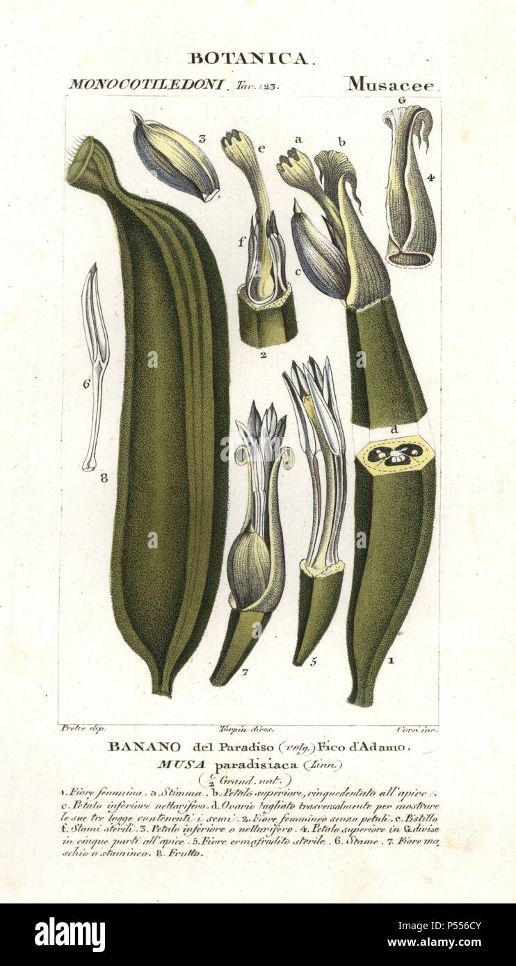Banana fruit, segment. Musa acuminata. Handcoloured copperplate stipple engraving from Antoine Jussieu's "Dictionary of Natural Science," Florence, Italy, 1837. Illustration by J. G. Pretre, engraved by Corsi, directed by Pierre Jean-Francois Turpin, and published by Batelli e Figli. Jean Gabriel Pretre (1780~1845) was painter of natural history at Empress Josephine's zoo and later became artist to the Museum of Natural History. Turpin (1775-1840) is considered one of the greatest French botanical illustrators of the 19th century. Stock Photo
