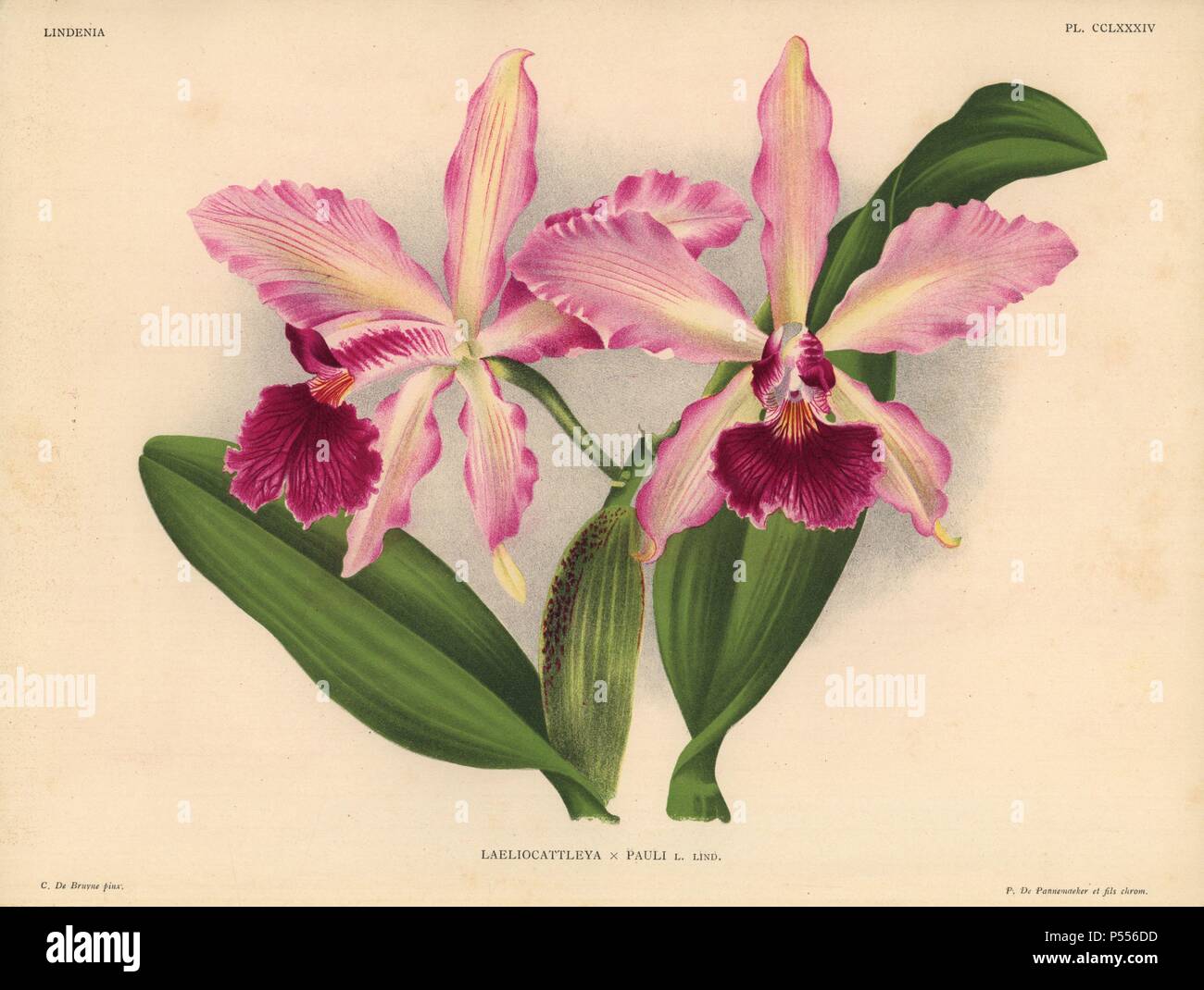 Mr. Paul Otlet's Laeliocattleya hybrid orchid. Illustration drawn by C. de Bruyne and chromolithographed by P. de Pannemaeker et fils from Lucien Linden's 'Lindenia, Iconographie des Orchidees,' Brussels, 1902. Stock Photo