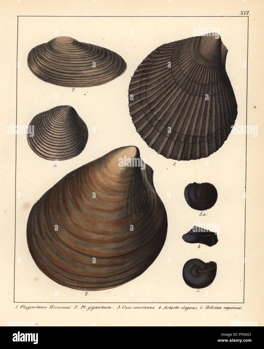 Fossils of extinct bivalves: Plagiostoma hermanni, Pl. giganteum, Unio concinnus, clam Astarte elegans, and land snail Helicina expansa. Handcoloured lithograph by an unknown artist from Dr. F.A. Schmidt's 'Petrefactenbuch,' published in Stuttgart, Germany, 1855 by Verlag von Krais & Hoffmann. Dr. Schmidt's 'Book of Petrification' introduced fossils and palaeontology to both the specialist and general reader. Stock Photo