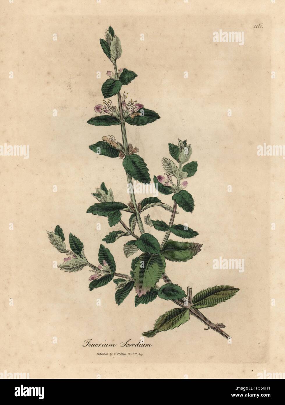 Water germander, Teucrium scordium. Handcoloured copperplate engraving from a botanical illustration by James Sowerby from William Woodville and Sir William Jackson Hooker's 'Medical Botany,' John Bohn, London, 1832. The tireless Sowerby (1757-1822) drew over 2, 500 plants for Smith's mammoth 'English Botany' (1790-1814) and 440 mushrooms for 'Coloured Figures of English Fungi ' (1797) among many other works. Stock Photo