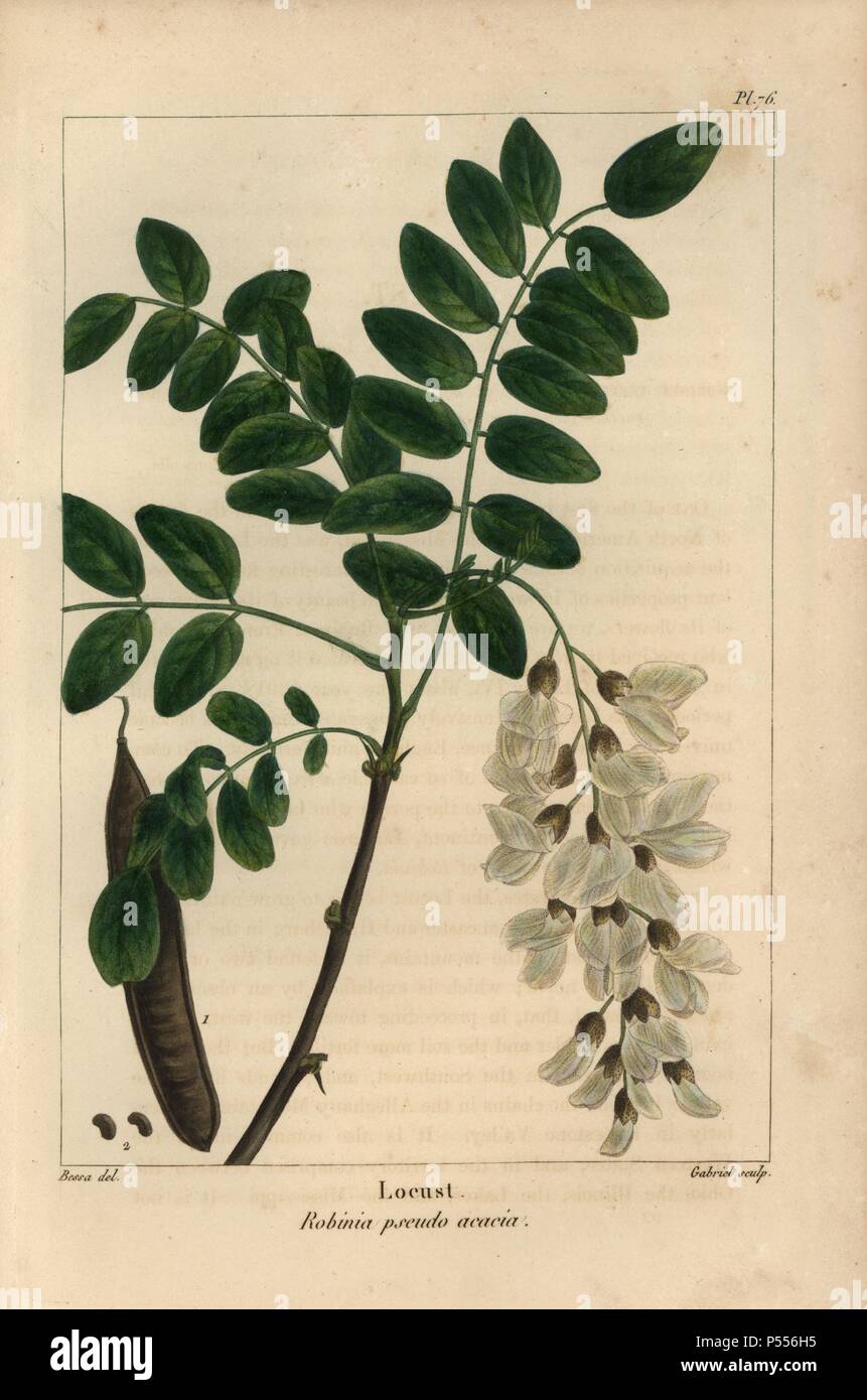 Leaves, flower, pod and seed of the Locust tree, Robinia pseudo acacia. Handcolored stipple engraving from a botanical illustration by Pancrace Bessa, engraved on copper by Gabriel, from Francois Andre Michaux's 'North American Sylva,' Philadelphia, 1857. French botanist Michaux (1770-1855) explored America and Canada in 1785 cataloging its native trees. Stock Photo
