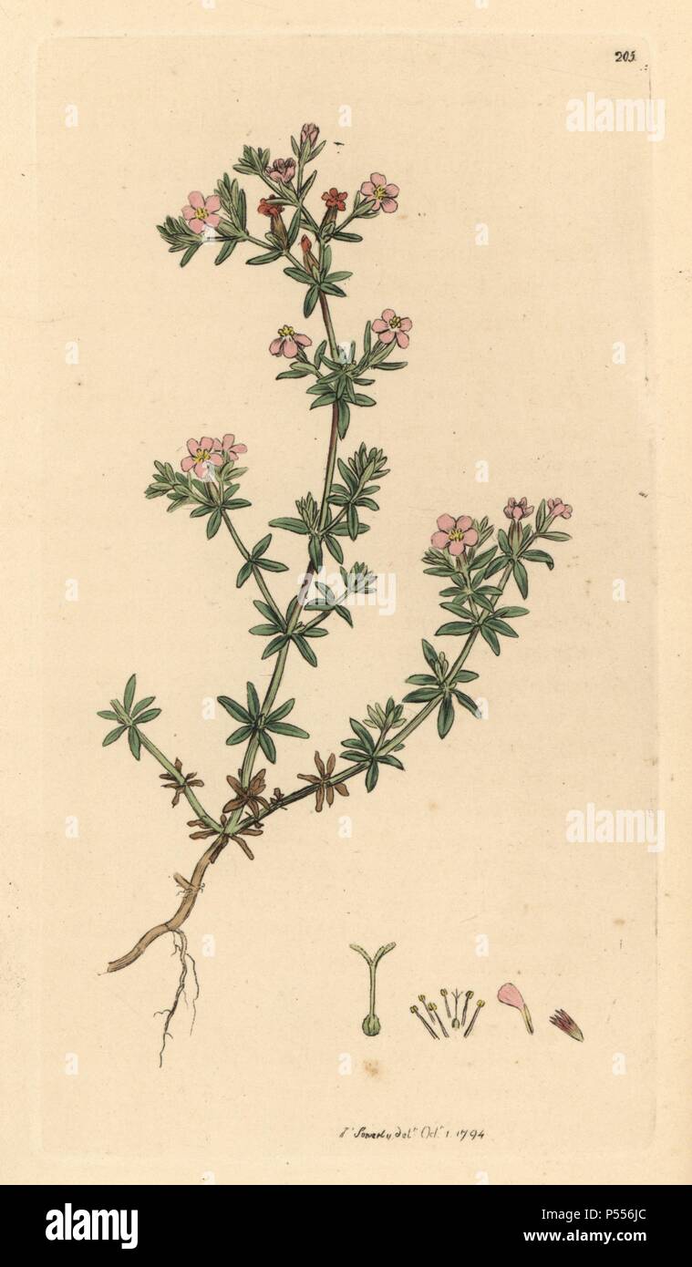 Smooth sea-heath, Frankenia laevis. Handcoloured copperplate engraving from a drawing by James Sowerby for Smith's 'English Botany,' London, 1794. Sowerby was a tireless illustrator of natural history books and illustrated books on botany, mycology, conchology and geology. Stock Photo