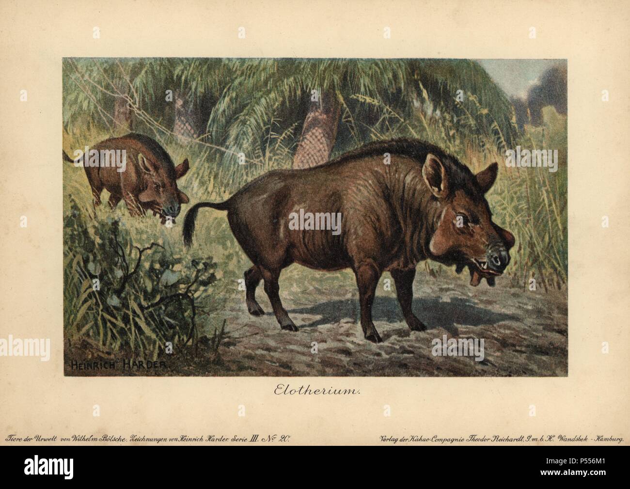 Elotherium or Entelodon, an extinct genus of Entelodontidae that lived from the early Eocene through Oligocene epoch. Colour printed (chromolithograph) illustration by Heinrich Harder from Elotherium or Entelodon, an extinct genus of Entelodontidae that lived from the early Eocene through Oligocene epoch. Colour printed (chromolithograph) illustration by Heinrich Harder from