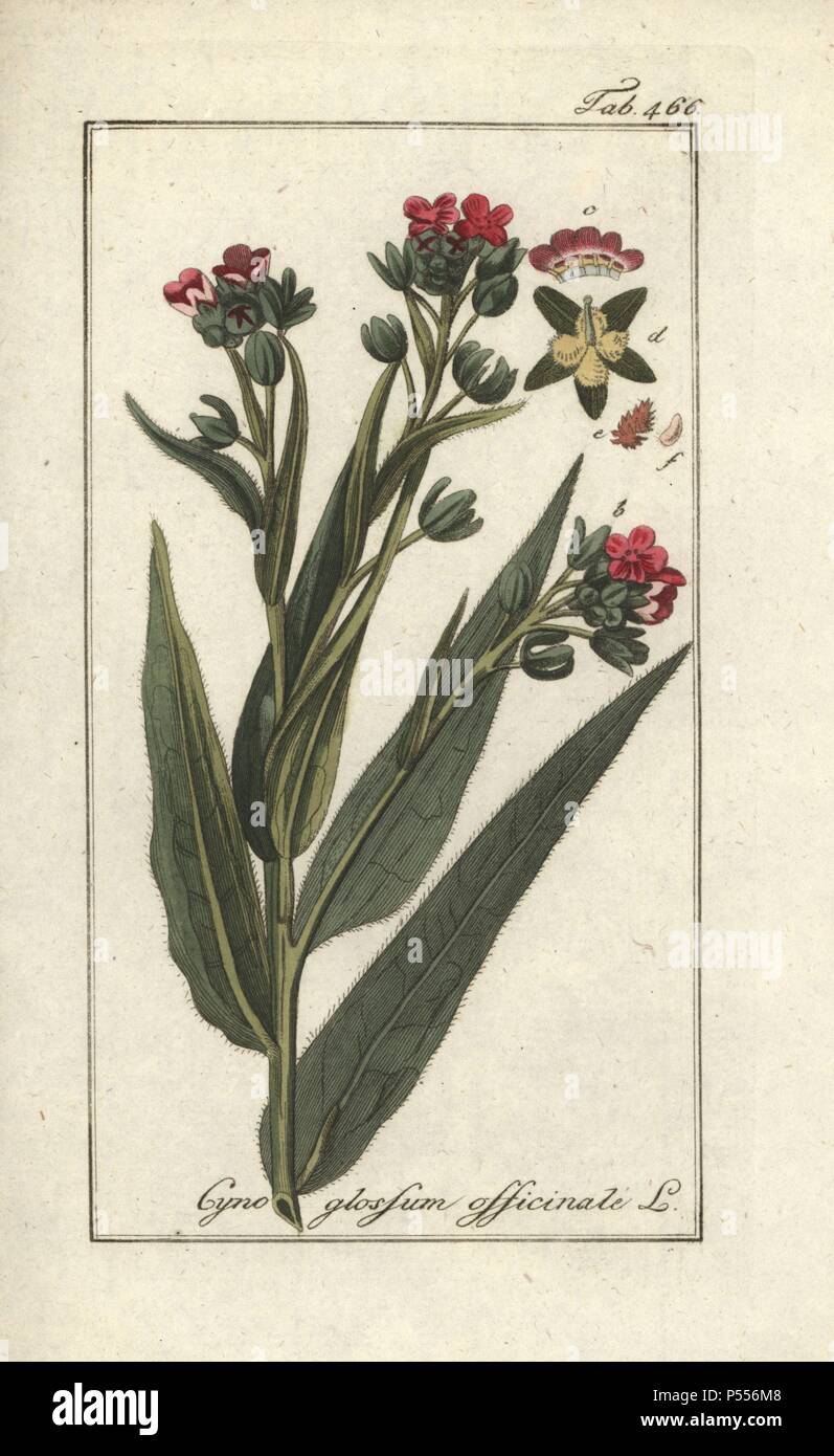 Houndstongue, Cynoglossum officinale. Handcoloured copperplate botanical engraving from Johannes Zorn's 'Afbeelding der Artseny-Gewassen,' Jan Christiaan Sepp, Amsterdam, 1796. Zorn first published his illustrated medical botany in Nurnberg in 1780 with 500 plates, and a Dutch edition followed in 1796 published by J.C. Sepp with an additional 100 plates. Zorn (1739-1799) was a German pharmacist and botanist who collected medical plants from all over Europe for his 'Icones plantarum medicinalium' for apothecaries and doctors. Stock Photo