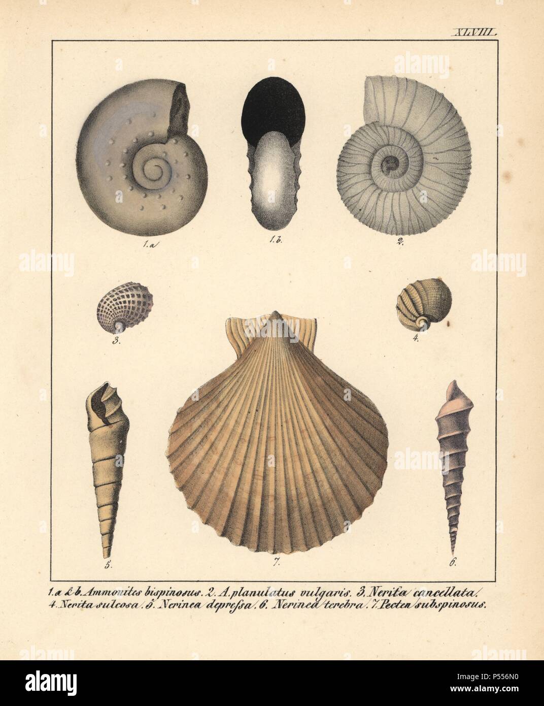Ammonites bispinosus, A. planulatus vulgaris, Nerita cancellata, N. sulcosa, Nerinea depressa, Nerinea terebra and Pecten subspinosus. Handcoloured lithograph by an unknown artist from Dr. F.A. Schmidt's 'Petrefactenbuch,' published in Stuttgart, Germany, 1855 by Verlag von Krais & Hoffmann. Dr. Schmidt's 'Book of Petrification' introduced fossils and palaeontology to both the specialist and general reader. Stock Photo