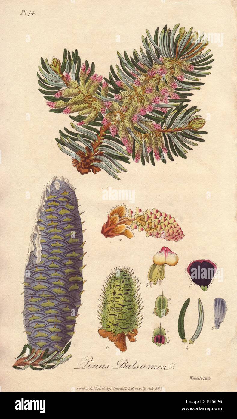 Balsam fir, Abies balsamea. Handcoloured botanical illustration drawn and engraved on steel by Weddell from John Stephenson and James Morss Churchill's 'Medical Botany: or Illustrations and descriptions of the medicinal plants of the London, Edinburgh, and Dublin pharmacopœias,' John Churchill, London, 1831. Stock Photo