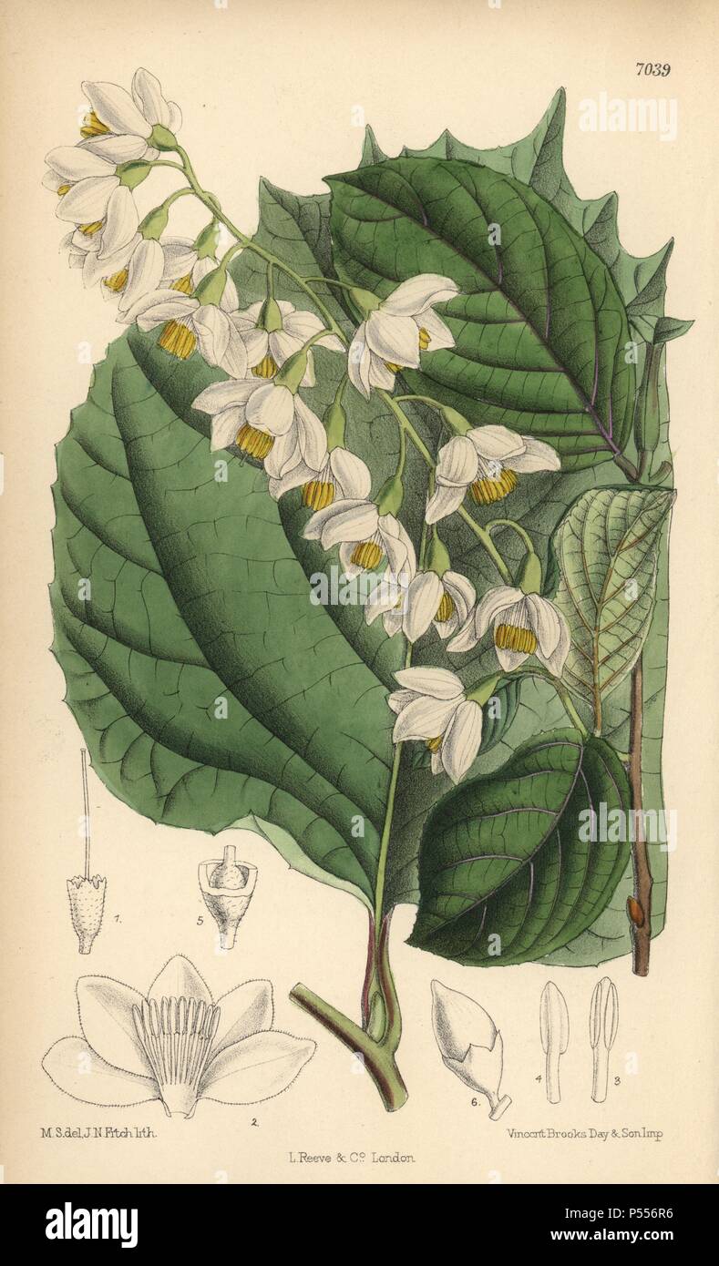 Styrax obassia, native of Japan and Korea. Hand-coloured botanical illustration drawn by Matilda Smith and lithographed by J.N. Fitch from Joseph Dalton Hooker's 'Curtis's Botanical Magazine,' 1889, L. Reeve & Co. A second-cousin and pupil of Sir Joseph Dalton Hooker, Matilda Smith (1854-1926) was the main artist for the Botanical Magazine from 1887 until 1920 and contributed 2,300 illustrations. Stock Photo