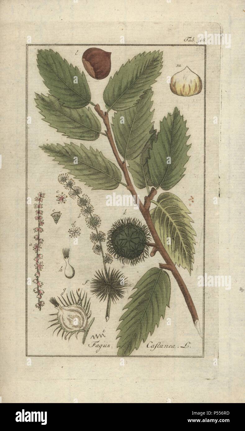 Sweet chestnut or marron, Castanea sativa. Handcoloured copperplate botanical engraving from Johannes Zorn's 'Afbeelding der Artseny-Gewassen,' Jan Christiaan Sepp, Amsterdam, 1796. Zorn first published his illustrated medical botany in Nurnberg in 1780 with 500 plates, and a Dutch edition followed in 1796 published by J.C. Sepp with an additional 100 plates. Zorn (1739-1799) was a German pharmacist and botanist who collected medical plants from all over Europe for his 'Icones plantarum medicinalium' for apothecaries and doctors. Stock Photo