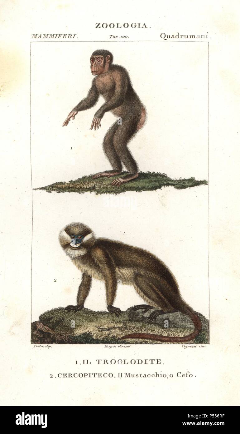 Chimpanzee, Simia troglodytes, and moustached monkey, Cercopithecus cephus. Handcoloured copperplate stipple engraving from Jussieu's 'Dictionary of Natural Science,' Florence, Italy, 1837. Illustration by J. G. Pretre, engraved by Cignozzi, directed by Pierre Jean-Francois Turpin, and published by Batelli e Figli. Jean Gabriel Pretre (17801845) was painter of natural history at Empress Josephine's zoo and later became artist to the Museum of Natural History. Turpin (1775-1840) is considered one of the greatest French botanical illustrators of the 19th century. Stock Photo