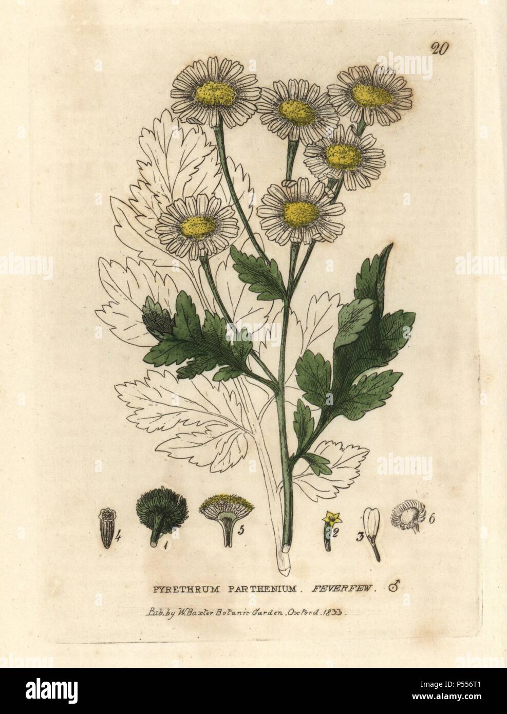 Feverfew, Pyrethrum parthenium. Handcoloured copperplate engraving from a drawing by Isaac Russell from William Baxter's 'British Phaenogamous Botany' 1834. Scotsman William Baxter (1788-1871) was the curator of the Oxford Botanic Garden from 1813 to 1854. Stock Photo