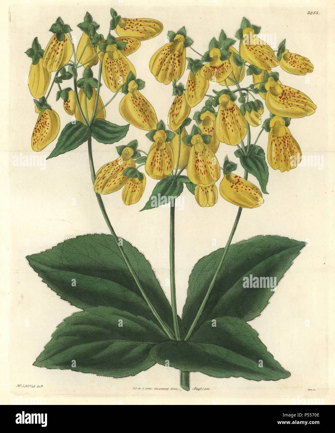 Crenate-flowered slipperwort, Calceolaria crenatifolia or Calceolaria tripartita. Illustration drawn by James McNab, engraved by Swan. Handcolored copperplate engraving from William Curtis's 'The Botanical Magazine,' Samuel Curtis, 1833. Hooker (1785-1865) was an English botanist, writer and artist. He was Regius Professor of Botany at Glasgow University, and editor of Curtis' 'Botanical Magazine' from 1827 to 1865. In 1841, he was appointed director of the Royal Botanic Gardens at Kew, and was succeeded by his son Joseph Dalton. Hooker documented the fern and orchid crazes that shook England  Stock Photo