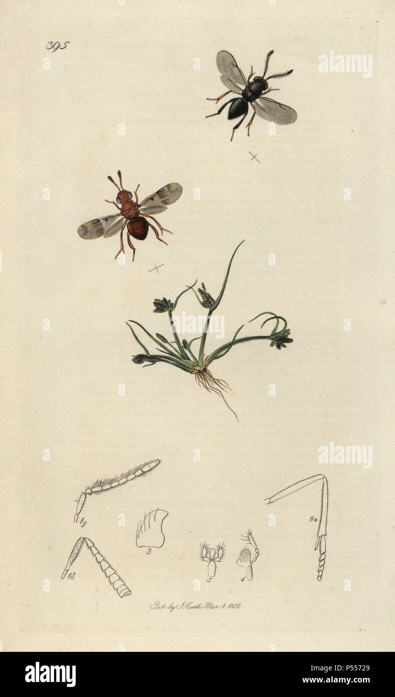 Encyrtis vitis, Encyrtus swederi, Vine Encyrtus, and brown galingale, Cyperus fuscus. Handcoloured copperplate drawn and engraved by John Curtis for his own 'British Entomology, being Illustrations and Descriptions of the Genera of Insects found in Great Britain and Ireland,' London, 1834. Curtis (1791 –1862) was an entomologist, illustrator, engraver and publisher. 'British Entomology' was published from 1824 to 1839, and comprised 770 illustrations of insects and the plants upon which they are found. Stock Photo