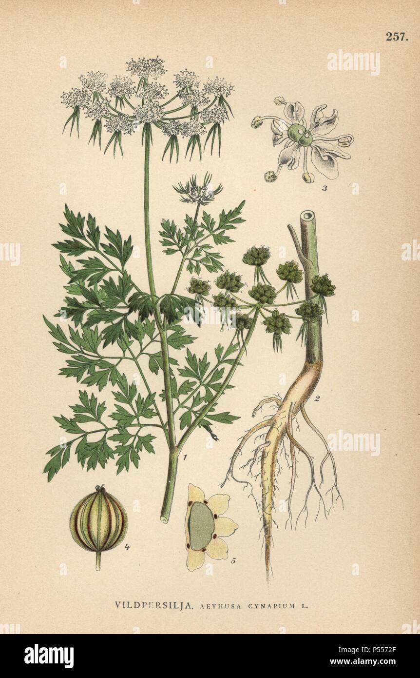 Fool's parsley, Aethusa cynapium. Chromolithograph from Carl Lindman's 'Bilder ur Nordens Flora' (Pictures of Northern Flora), Stockholm, Wahlström & Widstrand, 1905. Lindman (1856-1928) was Professor of Botany at the Swedish Museum of Natural History (Naturhistoriska Riksmuseet). The chromolithographs were based on Johan Wilhelm Palmstruch's 'Svensk botanik' (1802-1843). Stock Photo