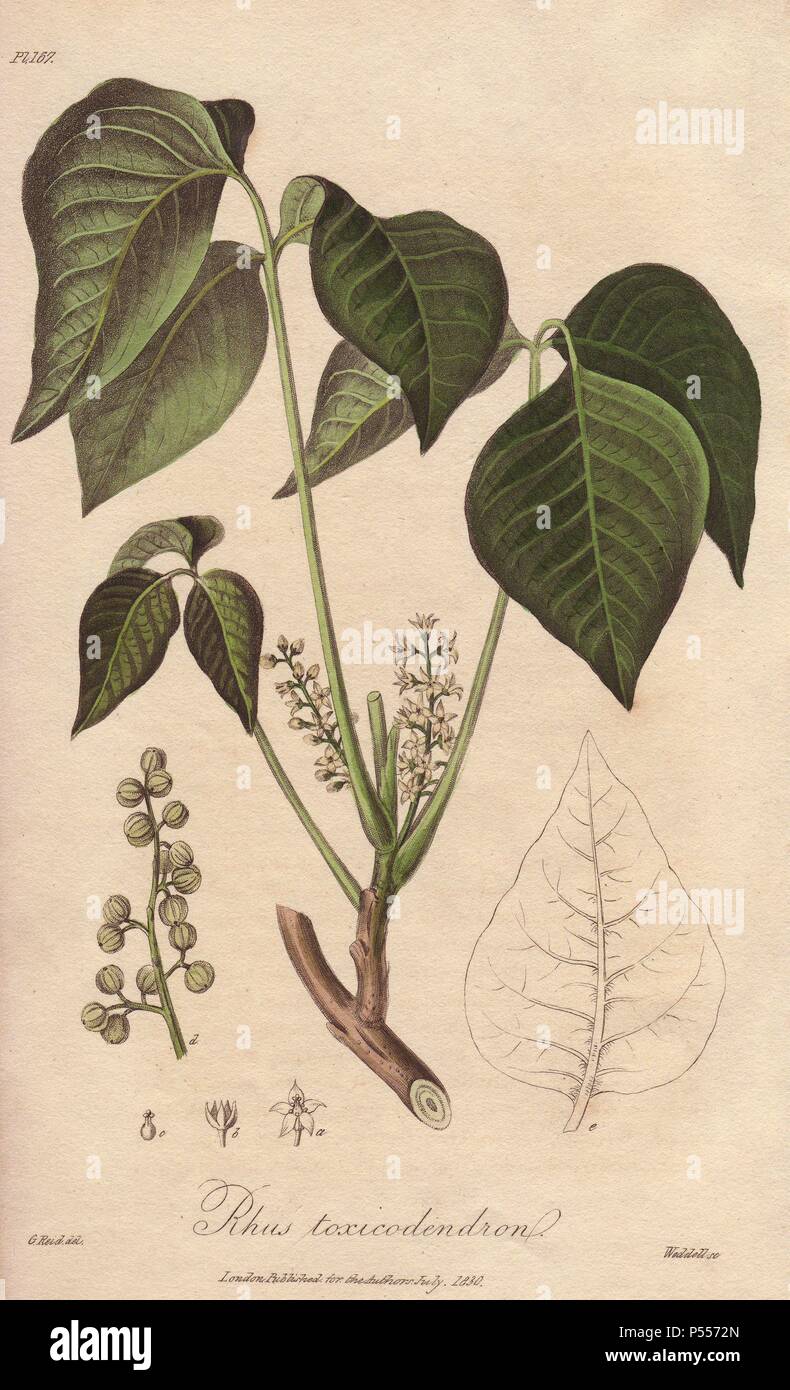 Poison ivy, Toxicodendron radicans. Handcoloured botanical illustration drawn by G. Reid and engraved on steel by Weddell from John Stephenson and James Morss Churchill's 'Medical Botany: or Illustrations and descriptions of the medicinal plants of the London, Edinburgh, and Dublin pharmacopœias,' John Churchill, London, 1831. Stock Photo