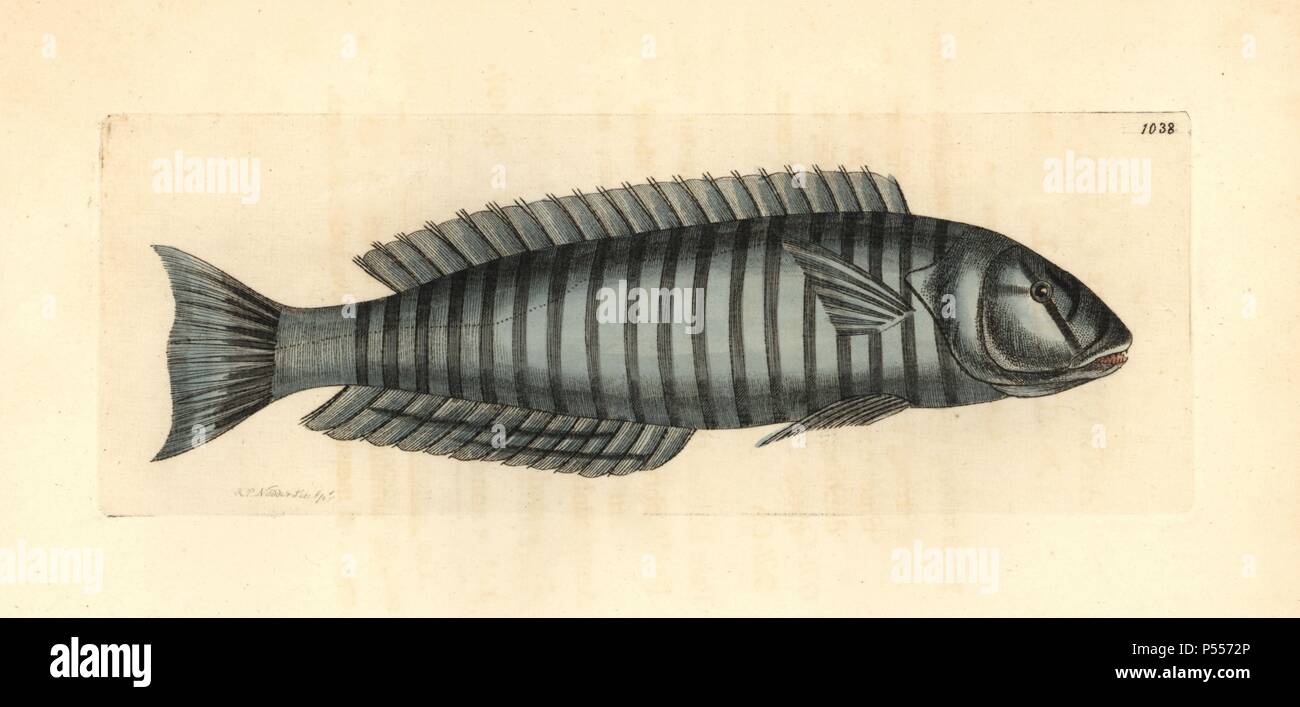 Ring wrasse, Hologymnosus annulatus. Illustration drawn and engraved by Richard Polydore Nodder. Handcolored copperplate engraving from George Shaw and Frederick Nodder's 'The Naturalist's Miscellany' 1812. Most of the 1,064 illustrations of animals, birds, insects, crustaceans, fishes, marine life and microscopic creatures for the Naturalist's Miscellany were drawn by George Shaw, Frederick Nodder and Richard Nodder, and engraved and published by the Nodder family. Frederick drew and engraved many of the copperplates until his death around 1800, and son Richard (17741823) was responsible for Stock Photo