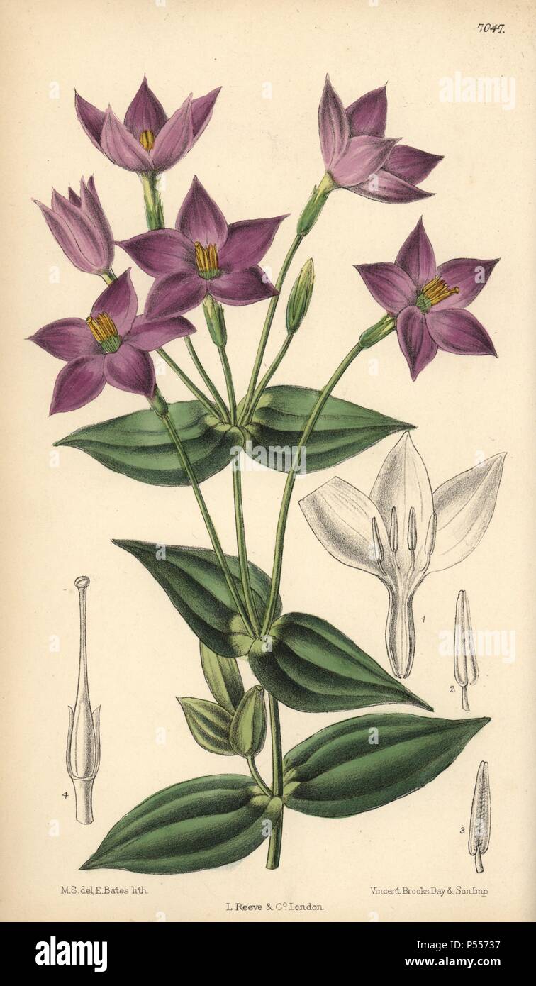 Chironia peduncularis, purple flower native to South Africa. Hand-coloured botanical illustration drawn by Matilda Smith and lithographed by J.N. Fitch from Joseph Dalton Hooker's 'Curtis's Botanical Magazine,' 1889, L. Reeve & Co. A second-cousin and pupil of Sir Joseph Dalton Hooker, Matilda Smith (1854-1926) was the main artist for the Botanical Magazine from 1887 until 1920 and contributed 2,300 illustrations. Stock Photo