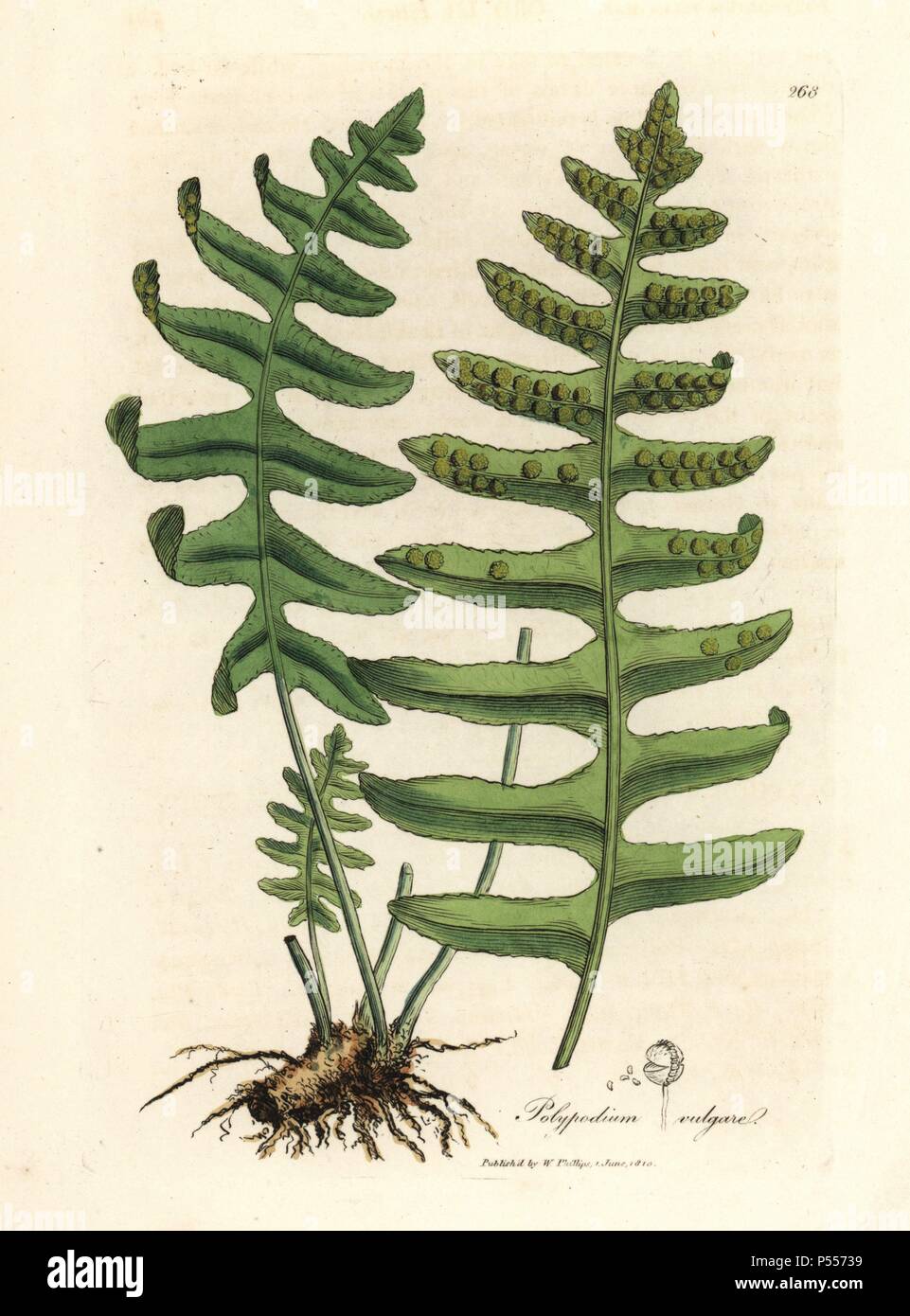 Common polypody, Polypodium vulgare. Handcoloured copperplate engraving from a botanical illustration by James Sowerby from William Woodville and Sir William Jackson Hooker's 'Medical Botany,' John Bohn, London, 1832. The tireless Sowerby (1757-1822) drew over 2, 500 plants for Smith's mammoth 'English Botany' (1790-1814) and 440 mushrooms for 'Coloured Figures of English Fungi ' (1797) among many other works. Stock Photo
