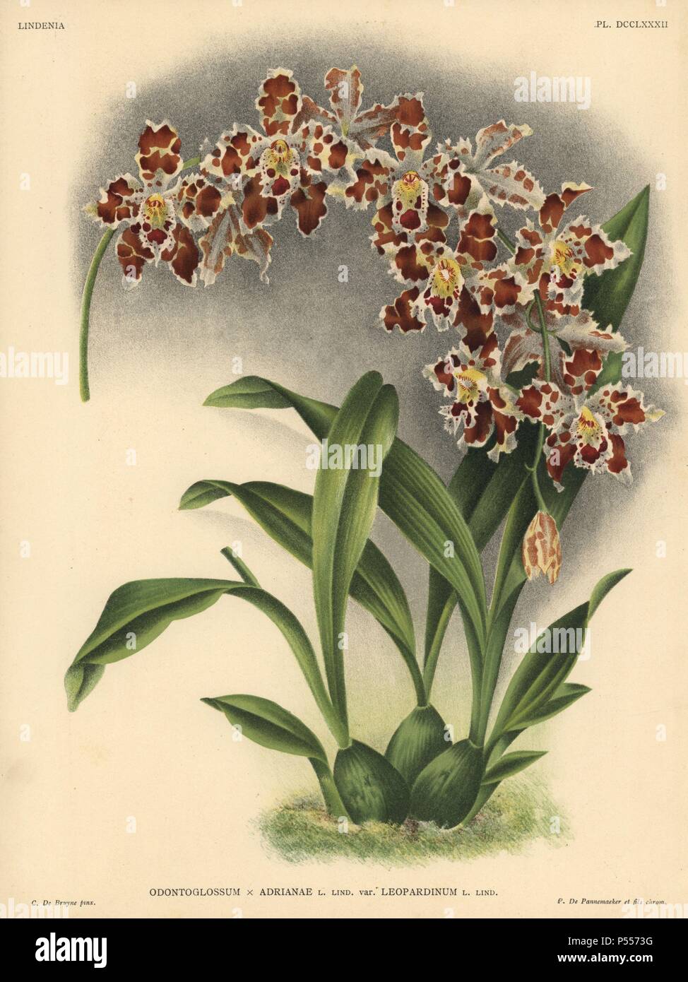 Leopardinum variety of Odontoglossum x Adrianae hybrid orchid. Illustration drawn by C. de Bruyne and chromolithographed by P. de Pannemaeker et fils from Lucien Linden's 'Lindenia, Iconographie des Orchidees,' Brussels, 1902. Stock Photo
