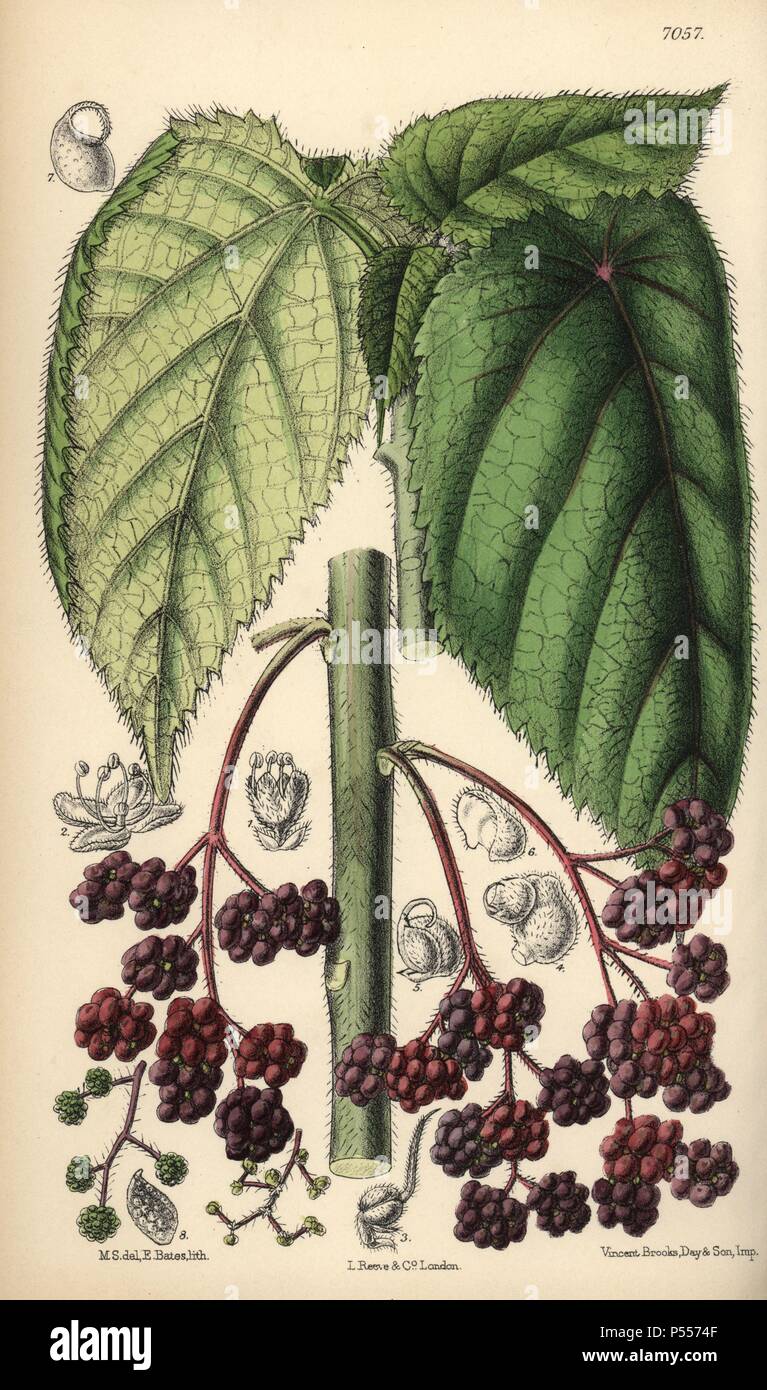 Laportea moroides, stinging nettle native to Queensland, Australia. Hand-coloured botanical illustration drawn by Matilda Smith and lithographed by E. Bates from Joseph Dalton Hooker's 'Curtis's Botanical Magazine,' 1889, L. Reeve & Co. A second-cousin and pupil of Sir Joseph Dalton Hooker, Matilda Smith (1854-1926) was the main artist for the Botanical Magazine from 1887 until 1920 and contributed 2,300 illustrations. Stock Photo