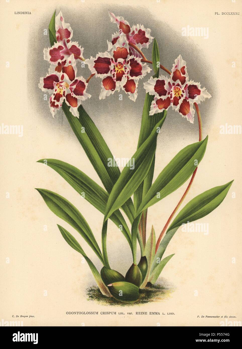 Queen Emma variety of Odontoglossum crispum orchid. Illustration drawn by C. de Bruyne and chromolithographed by P. de Pannemaeker et fils from Lucien Linden's 'Lindenia, Iconographie des Orchidees,' Brussels, 1902. Stock Photo