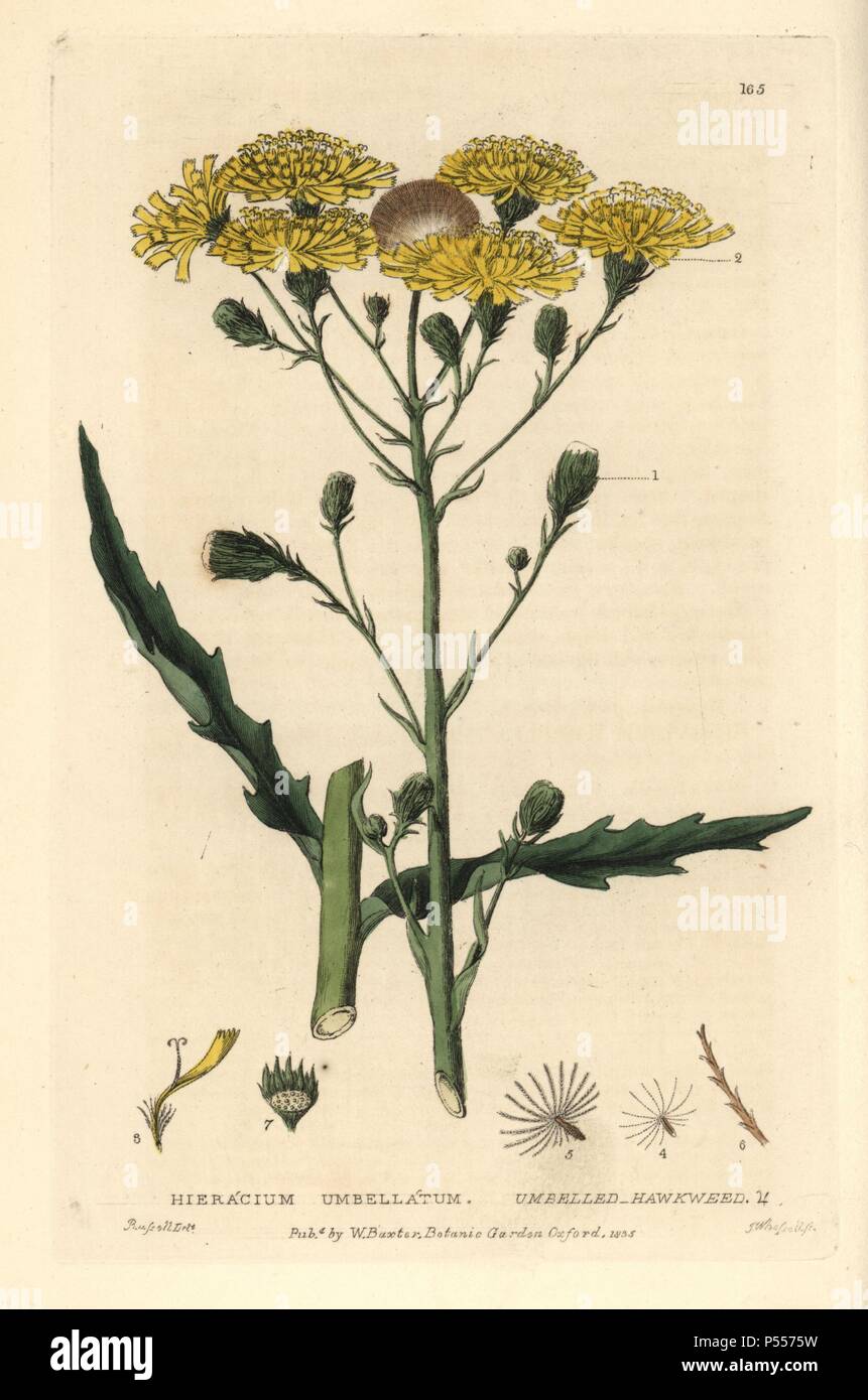 Umbelled hawkweed, Hieracium umbellatum. Handcoloured copperplate engraved by J. Whessell from a drawing by Isaac Russell from William Baxter's 'British Phaenogamous Botany' 1835. Scotsman William Baxter (1788-1871) was the curator of the Oxford Botanic Garden from 1813 to 1854. Stock Photo
