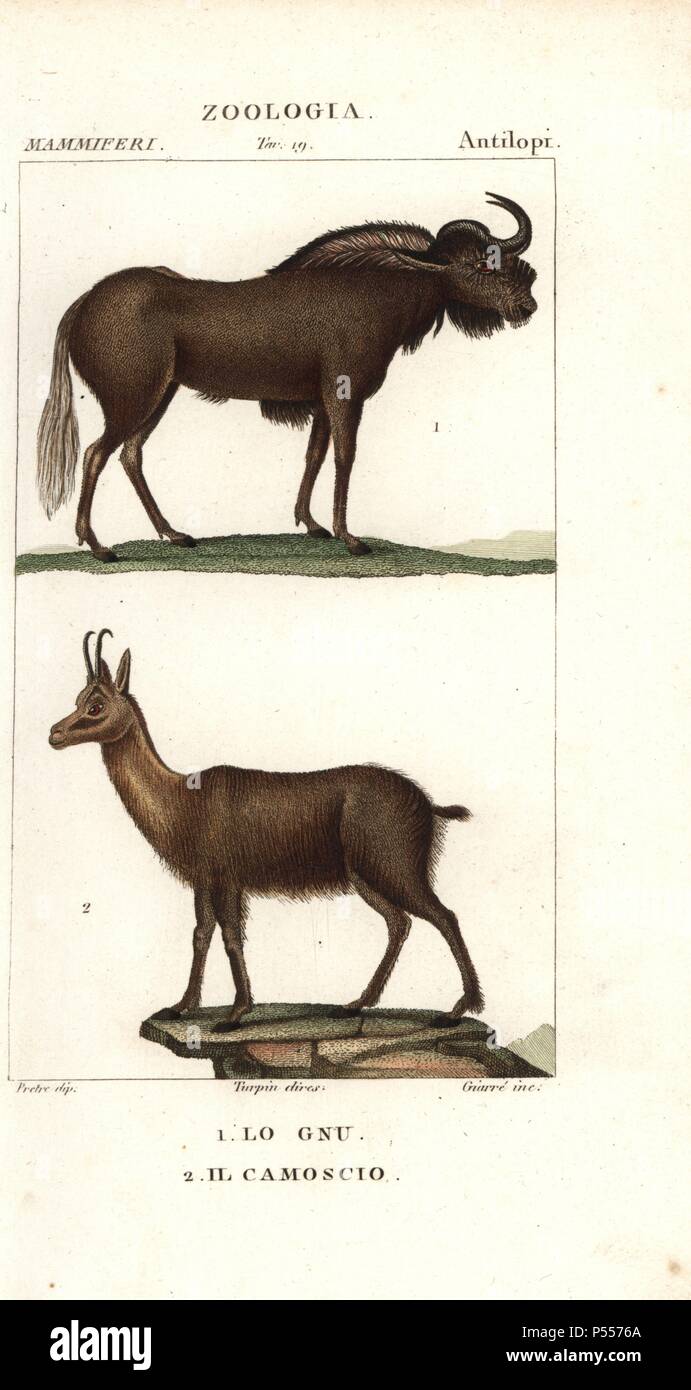 Black wildebeest or white-tailed gnu, Connochaetes gnou, and Pyrenean chamois, Rupicapra pyrenaica. Handcoloured copperplate stipple engraving from Antoine Jussieu's 'Dictionary of Natural Science,' Florence, Italy, 1837. Illustration by J. G. Pretre, engraved by Luigi Giarre, directed by Pierre Jean-Francois Turpin, and published by Batelli e Figli. Jean Gabriel Pretre (17801845) was painter of natural history at Empress Josephine's zoo and later became artist to the Museum of Natural History. Turpin (1775-1840) is considered one of the greatest French botanical illustrators of the 19th cent Stock Photo