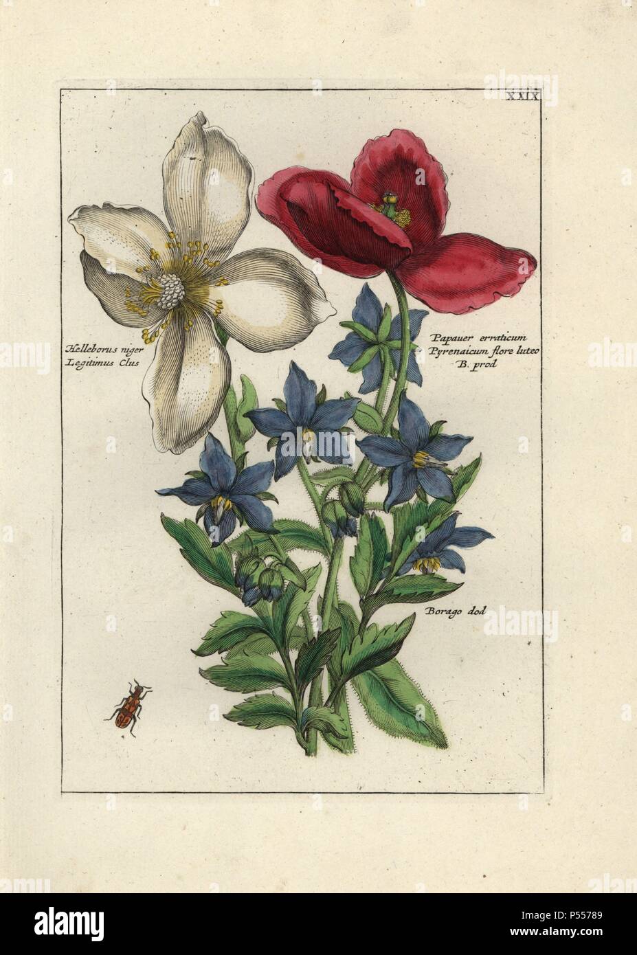 Christmas rose, Helleborus niger Legitimus Clus, and poppy, Papaver erraticum Pyrenaicum flore luteo B. prod, and borage, Borago officinalis, with beetle. Handcoloured copperplate botanical engraving from 'Nederlandsch Bloemwerk' (Dutch Flower Arrangements), Amsterdam, J.B. Elwe, 1794. Illustration copied from a work by one of the outstanding French flower painters of the 17th century, Nicolas Robert (1614-1685), entitled 'Variae ac multiformes florum species.. Diverses fleurs,' Paris, 1660. Stock Photo
