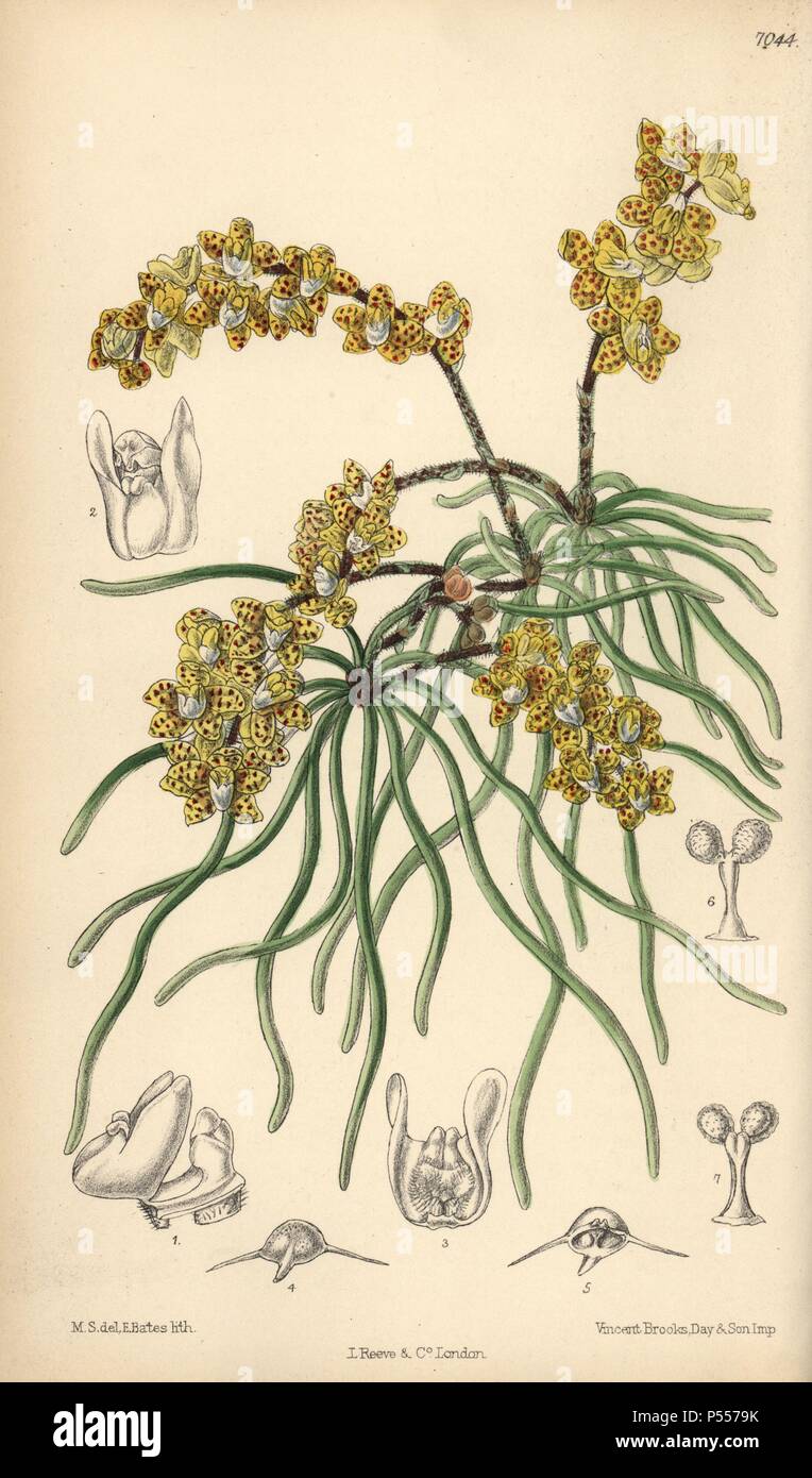 Sarcochilus luniferus, yellow orchid native to Burma. Hand-coloured botanical illustration drawn by Matilda Smith and lithographed by J.N. Fitch from Joseph Dalton Hooker's 'Curtis's Botanical Magazine,' 1889, L. Reeve & Co. A second-cousin and pupil of Sir Joseph Dalton Hooker, Matilda Smith (1854-1926) was the main artist for the Botanical Magazine from 1887 until 1920 and contributed 2,300 illustrations. Stock Photo