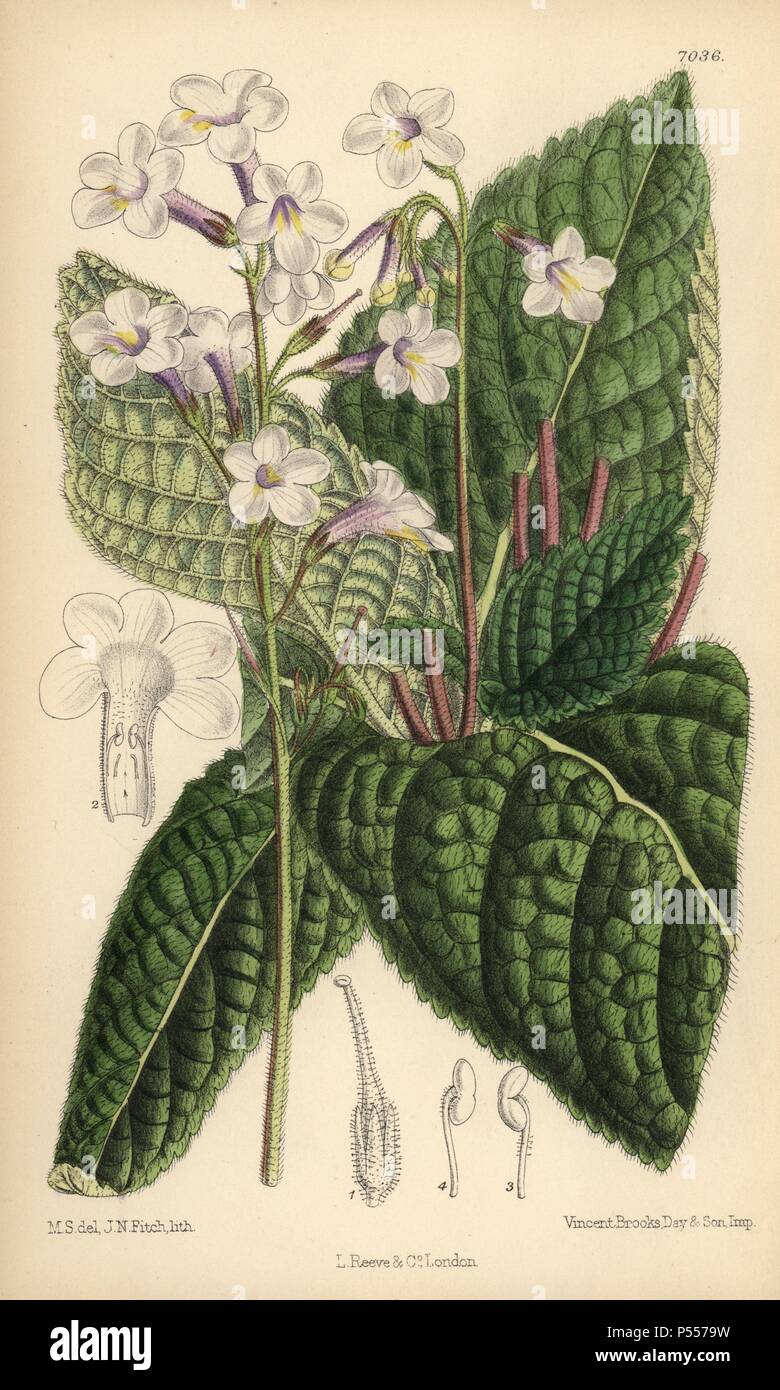 Streptocarpus parviflora, native of the Cape of Good Hope, South Africa. Hand-coloured botanical illustration drawn by Matilda Smith and lithographed by J.N. Fitch from Joseph Dalton Hooker's 'Curtis's Botanical Magazine,' 1889, L. Reeve & Co. A second-cousin and pupil of Sir Joseph Dalton Hooker, Matilda Smith (1854-1926) was the main artist for the Botanical Magazine from 1887 until 1920 and contributed 2,300 illustrations. Stock Photo