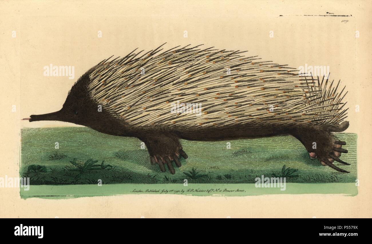 Short-beaked echidna, Tachyglossus aculeatus. Handcolored copperplate engraving from George Shaw and Frederick Nodder's 'The Naturalist's Miscellany' 1792. George Shaw copied this drawing from an original by the Port Jackson Painter.. Frederick Polydore Nodder (17511801?) was a gifted natural history artist and engraver. Nodder honed his draftsmanship working on Captain Cook and Joseph Banks' Florilegium and engraving Sydney Parkinson's sketches of Australian plants. He was made 'botanic painter to her majesty' Queen Charlotte in 1785. Nodder also drew the botanical studies in Thomas Martyn's Stock Photo