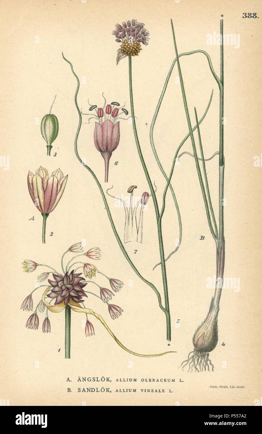 Field garlic, Allium oleraceum, and wild garlic, Allium vineale. Chromolithograph from Carl Lindman's 'Bilder ur Nordens Flora' (Pictures of Northern Flora), Stockholm, Wahlstrom & Widstrand, 1905. Lindman (1856-1928) was Professor of Botany at the Swedish Museum of Natural History (Naturhistoriska Riksmuseet). The chromolithographs were based on Johan Wilhelm Palmstruch's 'Svensk botanik,' 1802-1843. Stock Photo
