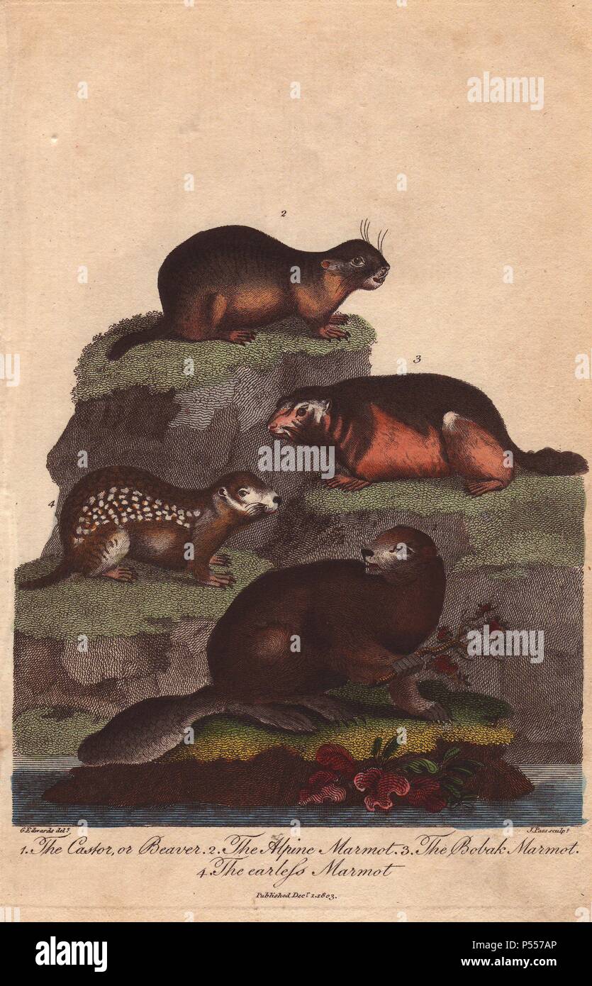 Beaver, alpine marmot, bobak marmot and earless marmot . Castor canadensis, Marmota marmota, Marmota bobak . Hand-colored copperplate engraving from a drawing by George Edwards from Ebenezer Sibly's "Universal System of Natural History" 1794. The prolific Sibly published his Universal System of Natural History in 1794~1796 in five volumes covering the three natural worlds of fauna, flora and geology. The series included illustrations of mythical beasts such as the sukotyro and the mermaid, and depicted sloths sitting on the ground (instead of hanging from trees) and a domesticated female orang Stock Photo