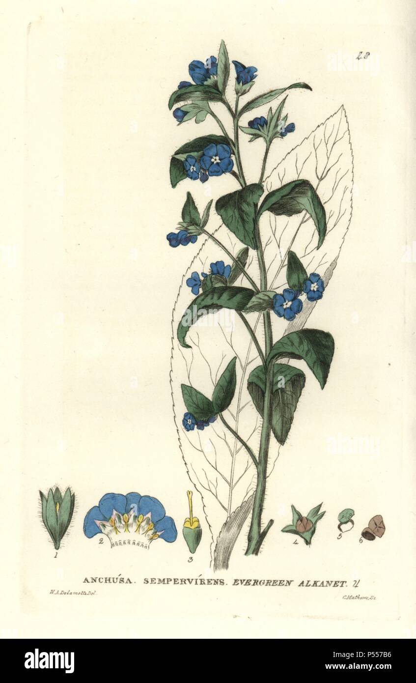 Evergreen alkanet, Anchusa sempervirens. Handcoloured copperplate engraving from a drawing by W.A. Delamotte from William Baxter's 'British Phaenogamous Botany' 1834. Scotsman William Baxter (1788-1871) was the curator of the Oxford Botanic Garden from 1813 to 1854. Stock Photo