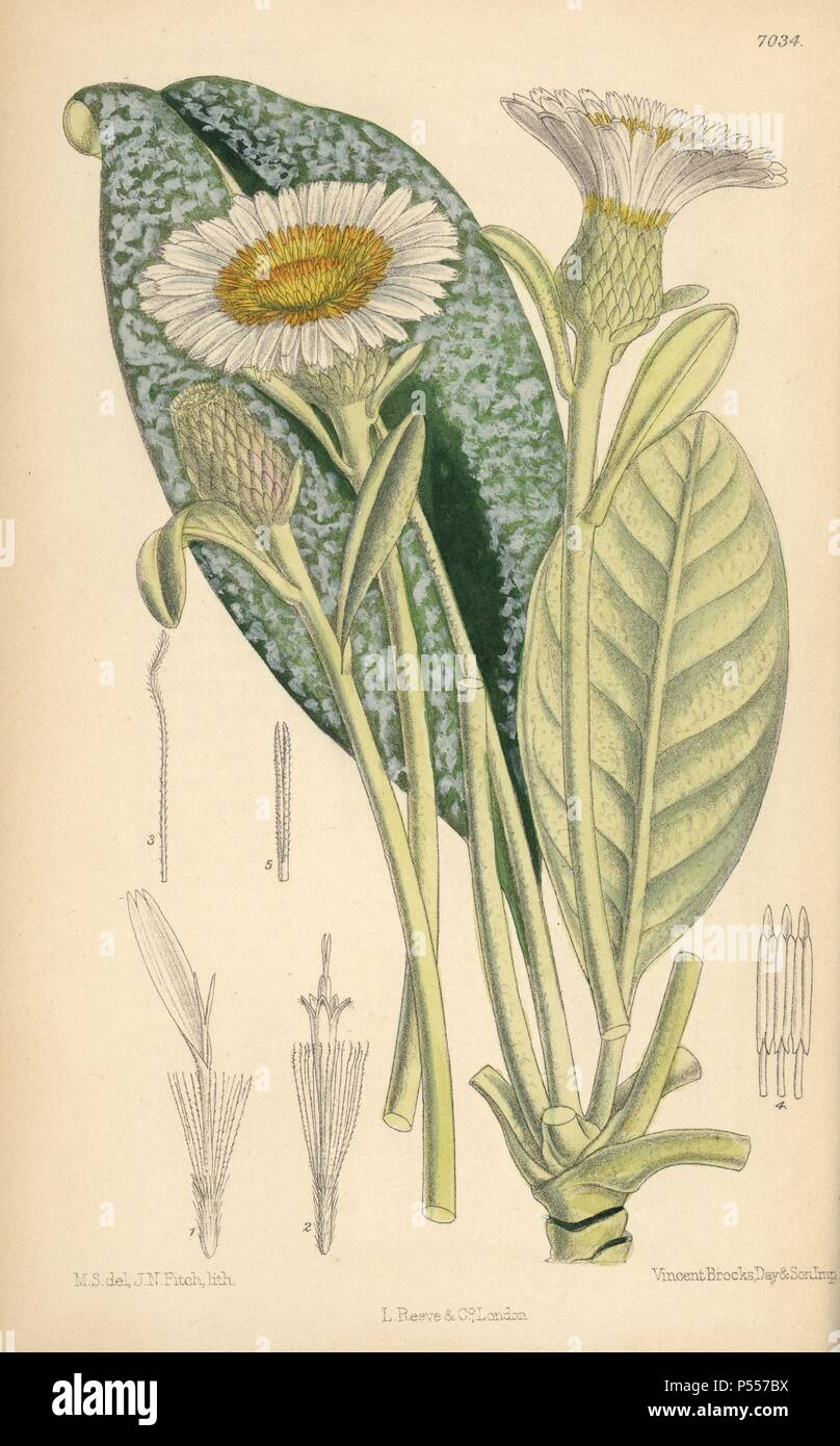 Olearia insignia, plant native to New Zealand. Hand-coloured botanical illustration drawn by Matilda Smith and lithographed by J.N. Fitch from Joseph Dalton Hooker's 'Curtis's Botanical Magazine,' 1889, L. Reeve & Co. A second-cousin and pupil of Sir Joseph Dalton Hooker, Matilda Smith (1854-1926) was the main artist for the Botanical Magazine from 1887 until 1920 and contributed 2,300 illustrations. Stock Photo