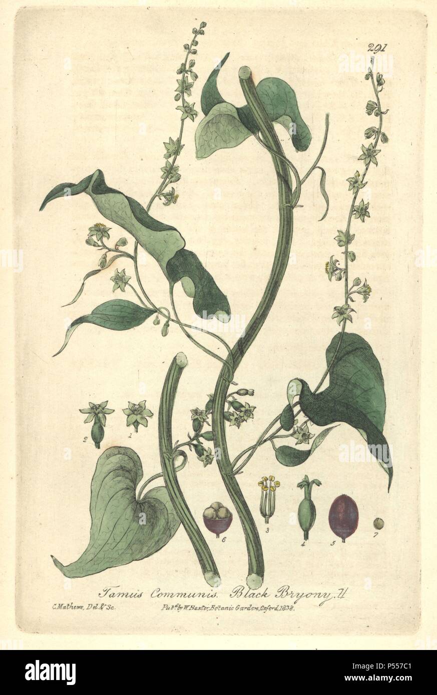Black bryony, Tamus communis. Handcoloured copperplate drawn and engraved by Charles Mathews from William Baxter's 'British Phaenogamous Botany,' Oxford, 1838. Scotsman William Baxter (1788-1871) was the curator of the Oxford Botanic Garden from 1813 to 1854. Stock Photo