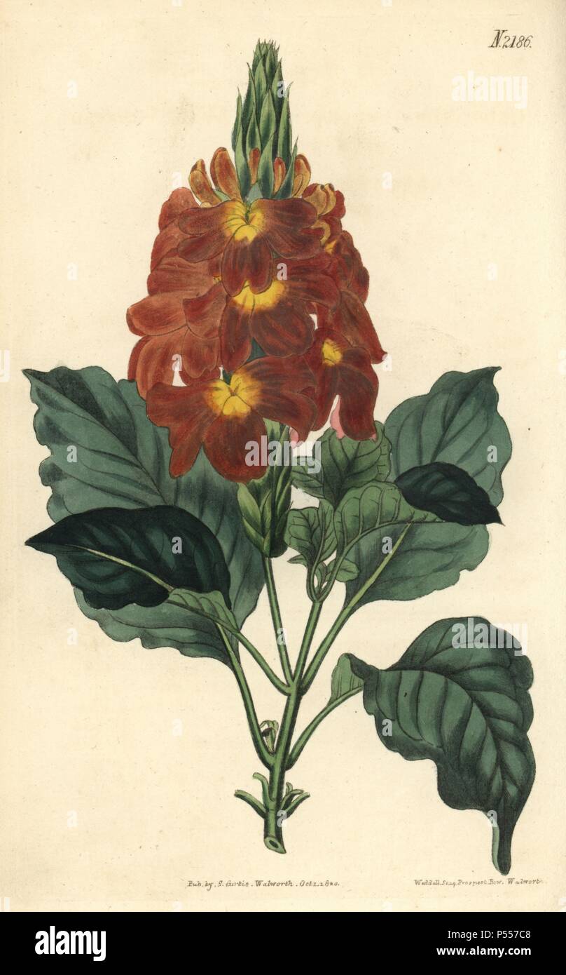 Waved-leaved crossandra, Crossandra undulaefolia. Handcoloured copperplate engraving drawn by John Curtis and engraved by Weddell from 'Curtis's Botanical Magazine'1820, Samuel Curtis, Walworth, London. Stock Photo