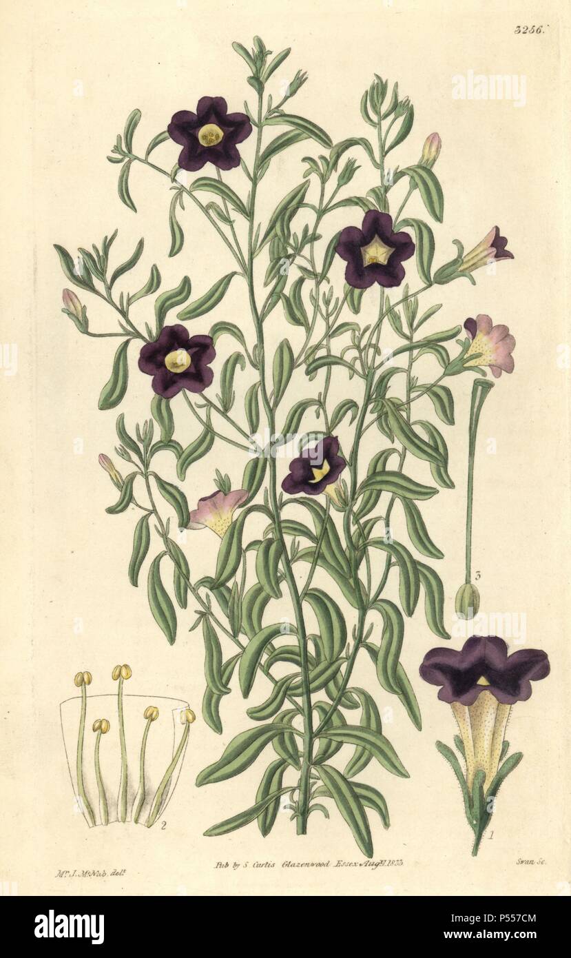 Linear-leaved salpiglossis, Salpiglossis linearis or Calibrachoa linearis. Illustration drawn by James McNab, engraved by Swan. Handcolored copperplate engraving from William Curtis's 'The Botanical Magazine,' Samuel Curtis, 1833. Hooker (1785-1865) was an English botanist, writer and artist. He was Regius Professor of Botany at Glasgow University, and editor of Curtis' 'Botanical Magazine' from 1827 to 1865. In 1841, he was appointed director of the Royal Botanic Gardens at Kew, and was succeeded by his son Joseph Dalton. Hooker documented the fern and orchid crazes that shook England in the  Stock Photo