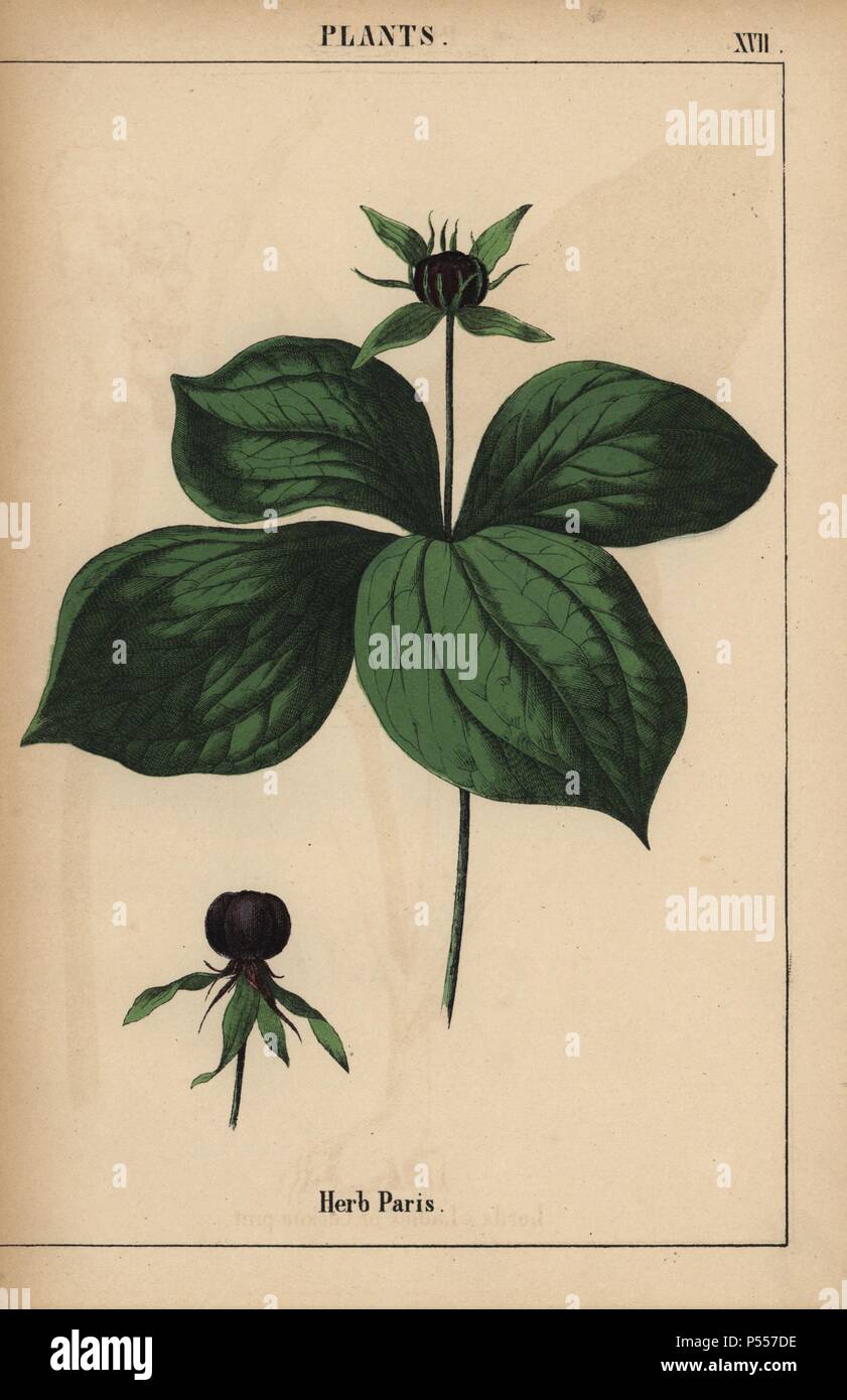 Herb paris . . Chromolithograph from 'The Instructive Picturebook, or Lessons from the Vegetable World,' [Charlotte Mary Yonge], Edinburgh, 1858. Stock Photo